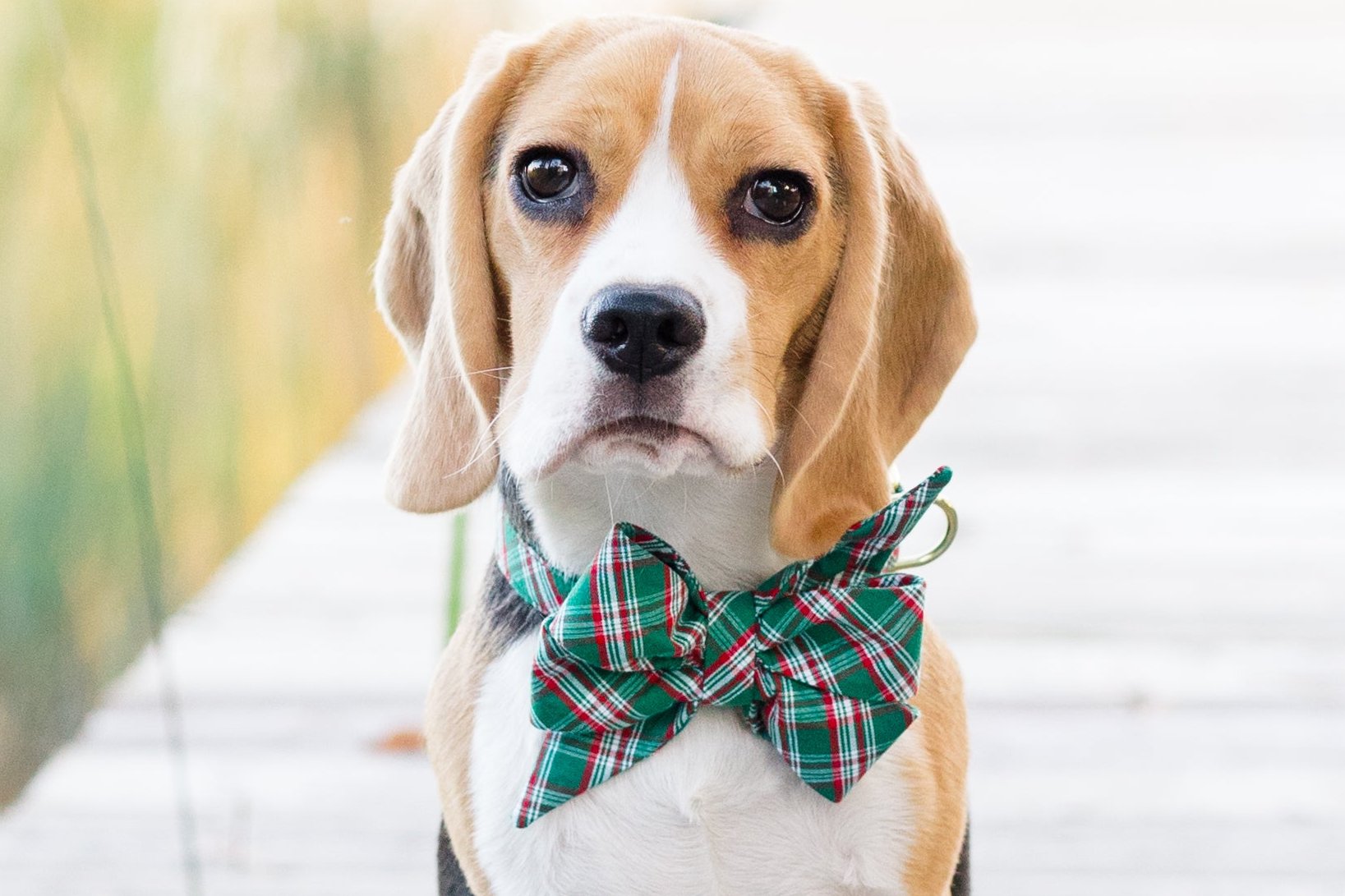A stylish Beagle wears a large green plaid belle bow collar with polished hardware. The oversized belle bow adds festive charm, making this pup holiday-photo ready.