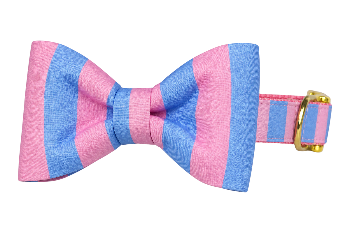 Classic dog collar featuring a Alfresco Stripe fabric bow tie, wide stripes of pink and periwinkle blue, attached to a matching Alfresco Stripe collar with a nylon inner lining and gleaming gold hardware, including a D-ring and buckle.