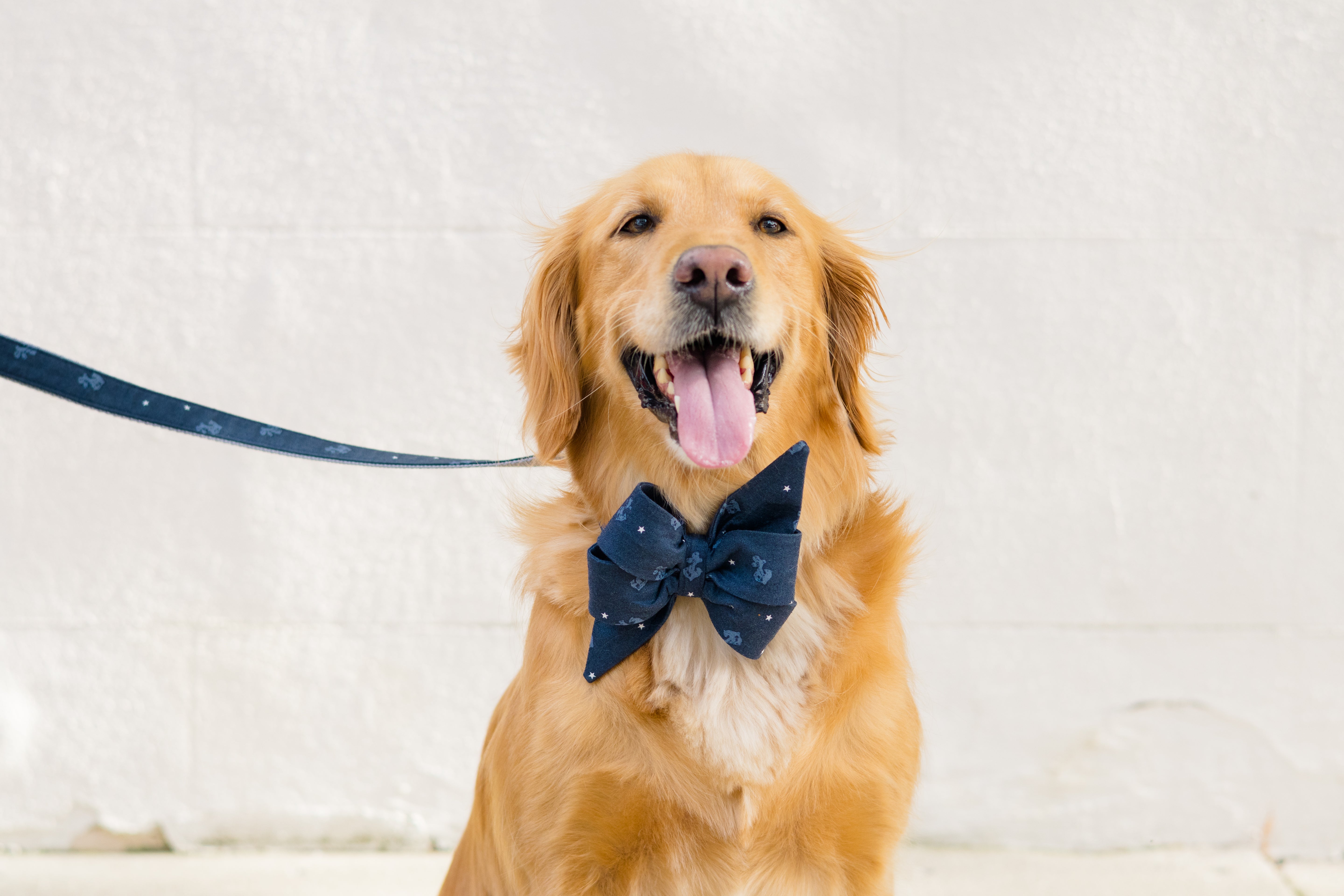 This retriever wears a navy belle bow dog collar set with subtle anchors, stars, and coordinating leash, bringing seaside charm to any pup's look. Ideal for nautical-themed celebrations, summer, or everyday style with a coastal twist.