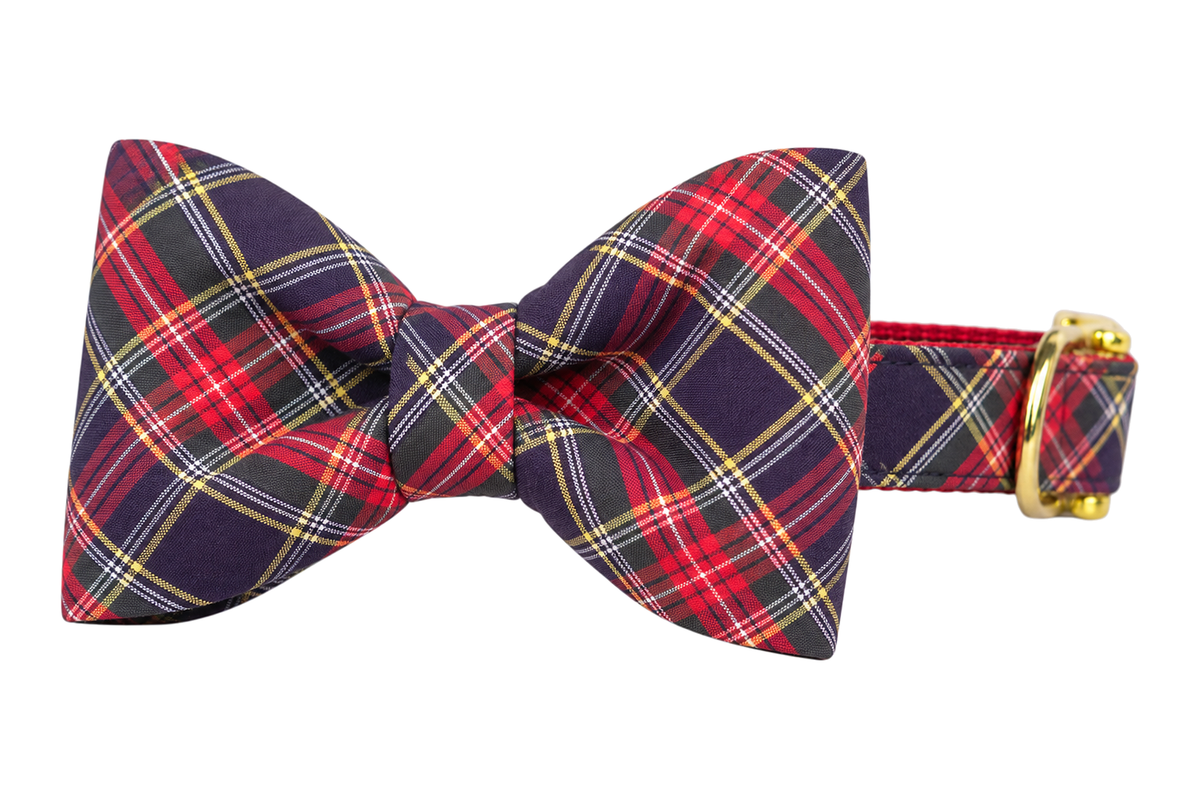 Classic dog collar featuring a Ansonborough Plaid fabric bow tie, a deep navy and purple tartan with red, white and yellow lines, attached to a matching Ansonborough Plaid collar with a nylon inner lining and gleaming gold hardware, including a D-ring and buckle.