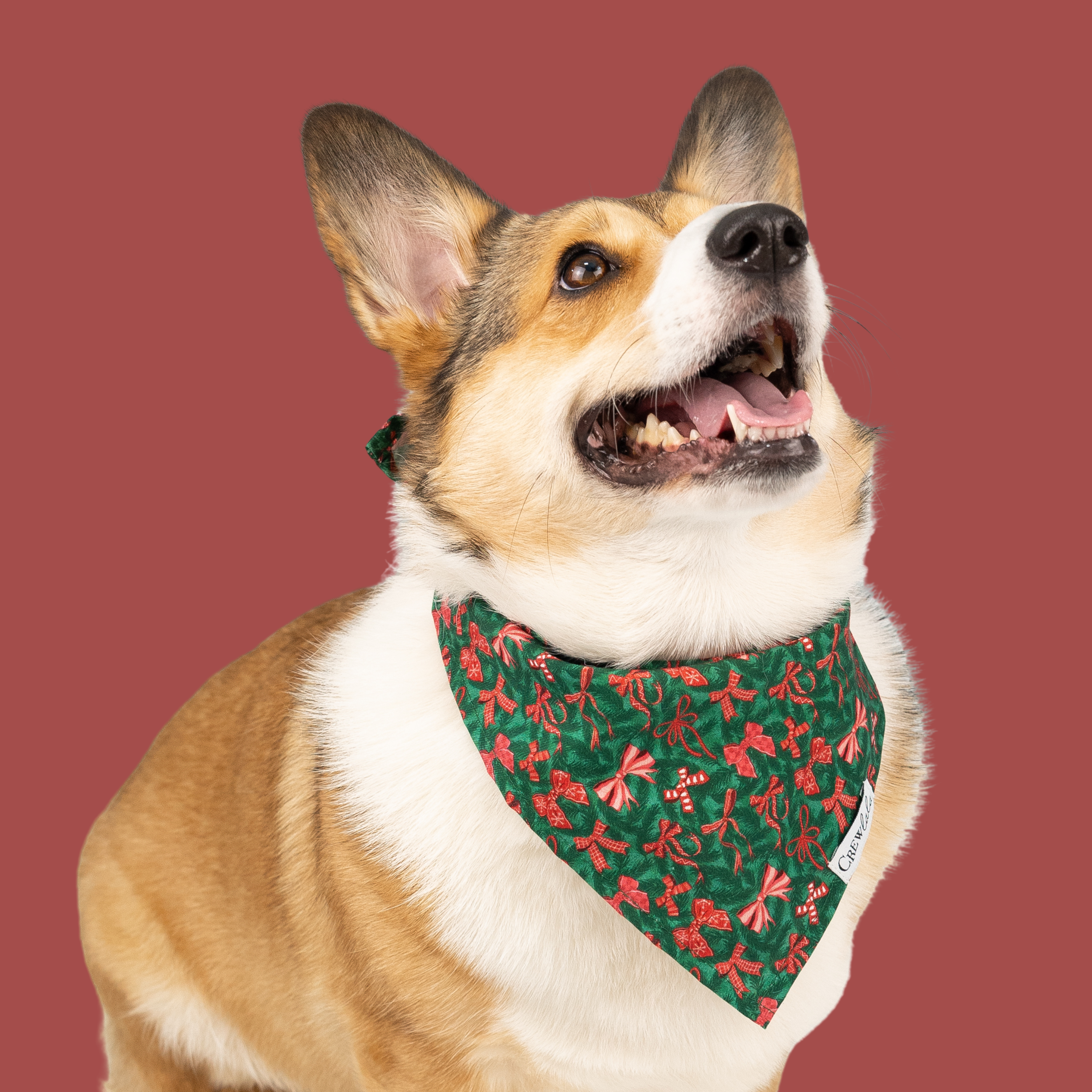 Balsam Bows Dog Bandana