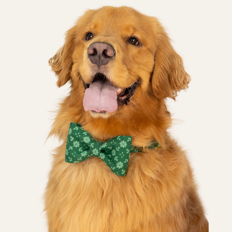 Fluffy golden retriever wearing a green "Basil Blooms" bow tie collar, decorated with a delicate light floral designs, sits happily with its tongue out.