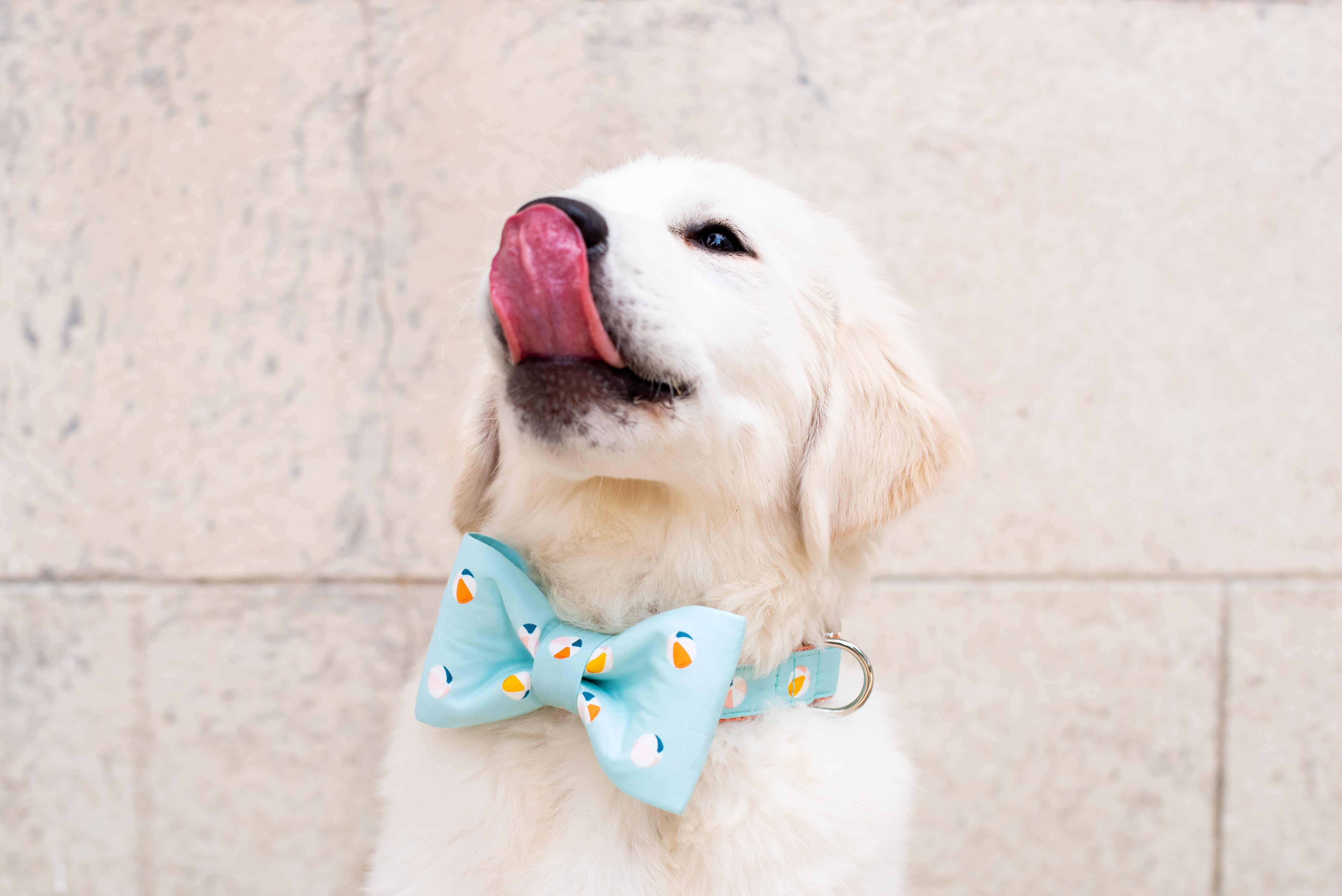 A fluffy white dog stands against a light stone wall, mid-lick with its tongue curling up over its nose. The dog wears a light blue bow tie and matching collar, both decorated with a playful beach ball pattern in orange, yellow, and white.