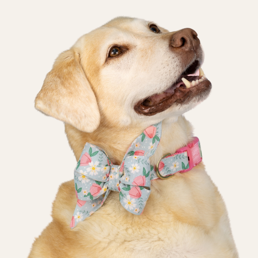 Portrait of a happy Labrador wearing a floral belle bow with matching collar, perfect for spring strolls!