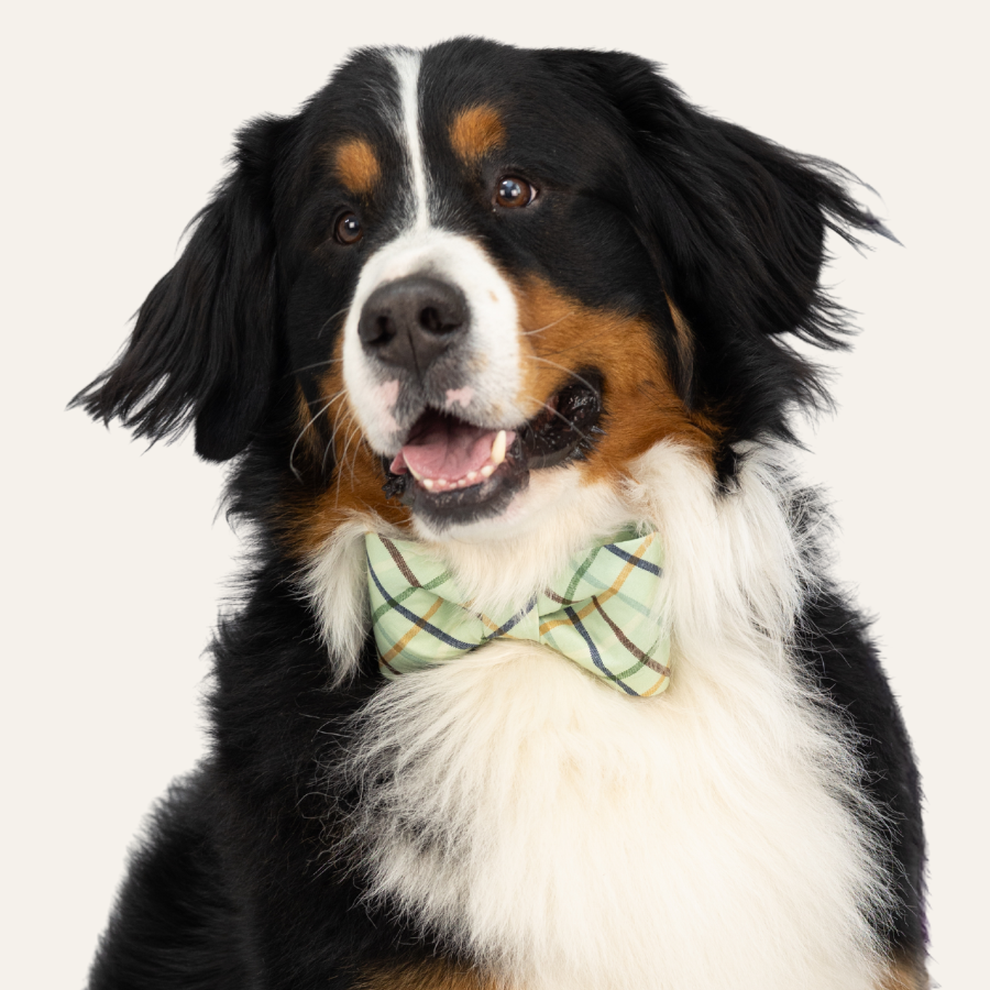 Portrait of a fluffy tricolor dog with a white chest and black coat, wearing a soft green bow tie with a tan and blue plaid pattern.