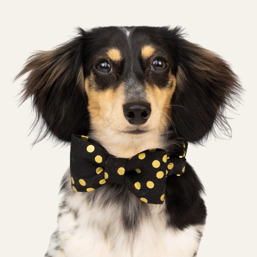 Long-haired handsome dachshund wearing a black bow tie with shiny gold polka dots.