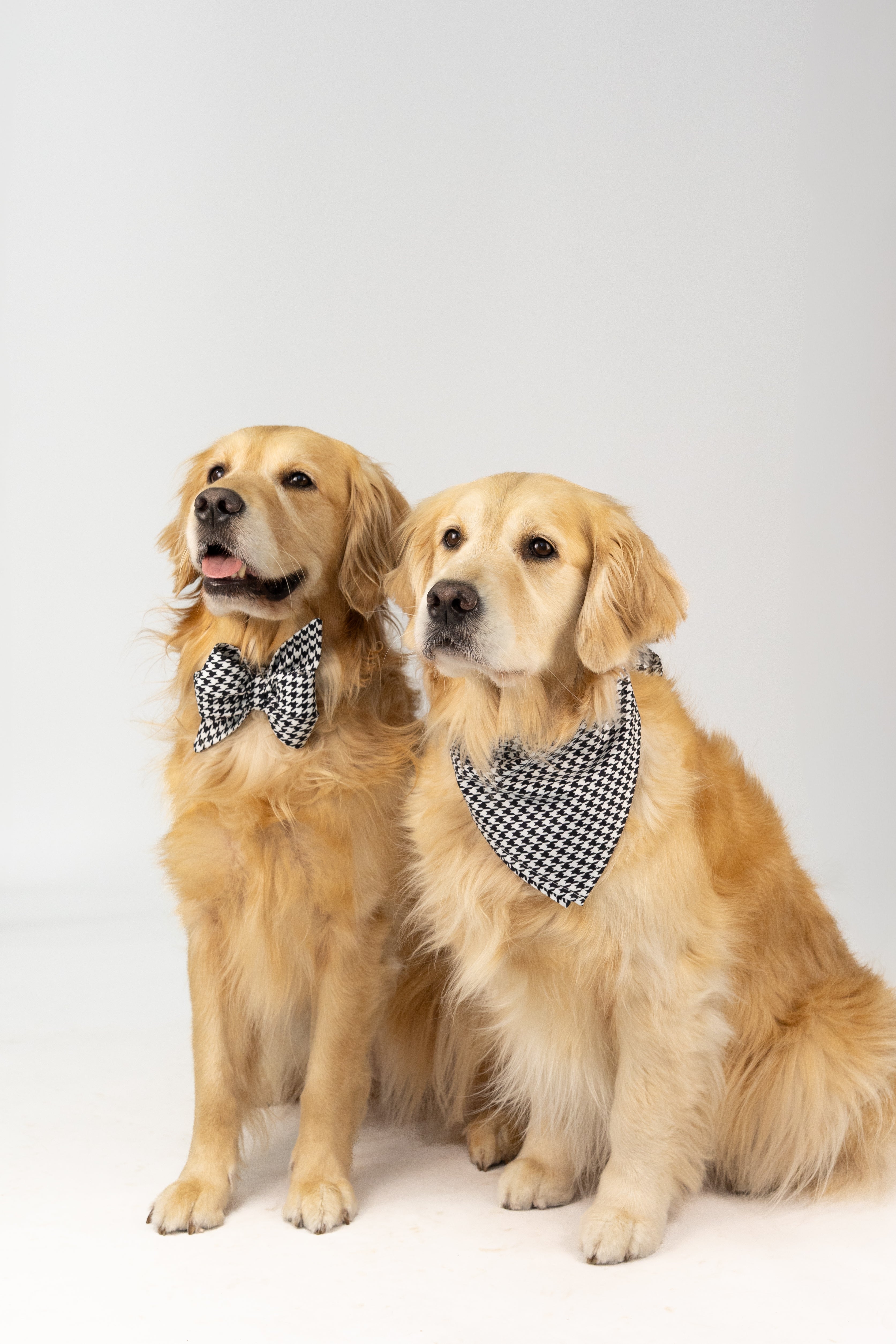 Matching houndstooth dog accessories featuring a bold black-and-white belle bow collar and coordinating bandana, styled on two retrievers for a polished, coordinated look that’s perfect for photos, events, or everyday flair.