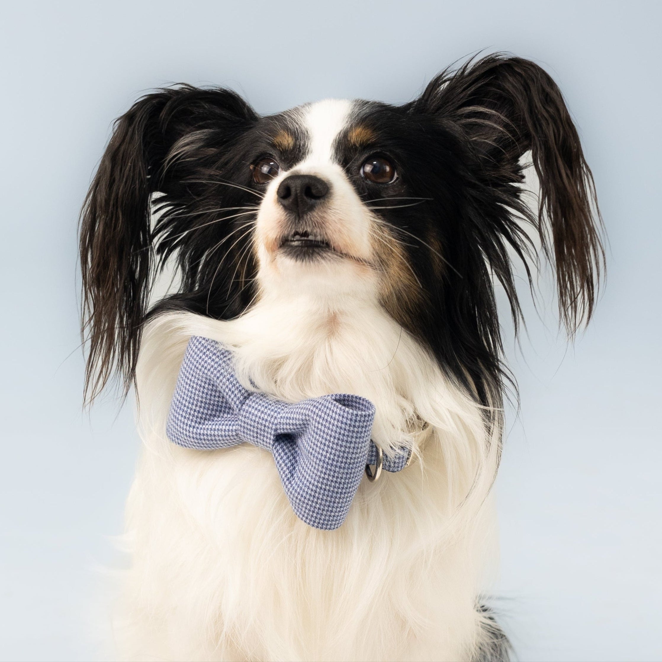 Papillon wearing a classic light blue dog bow tie collar set with a subtle micro-check pattern—an elegant, everyday accessory perfect for formal occasions or polished pet portraits.