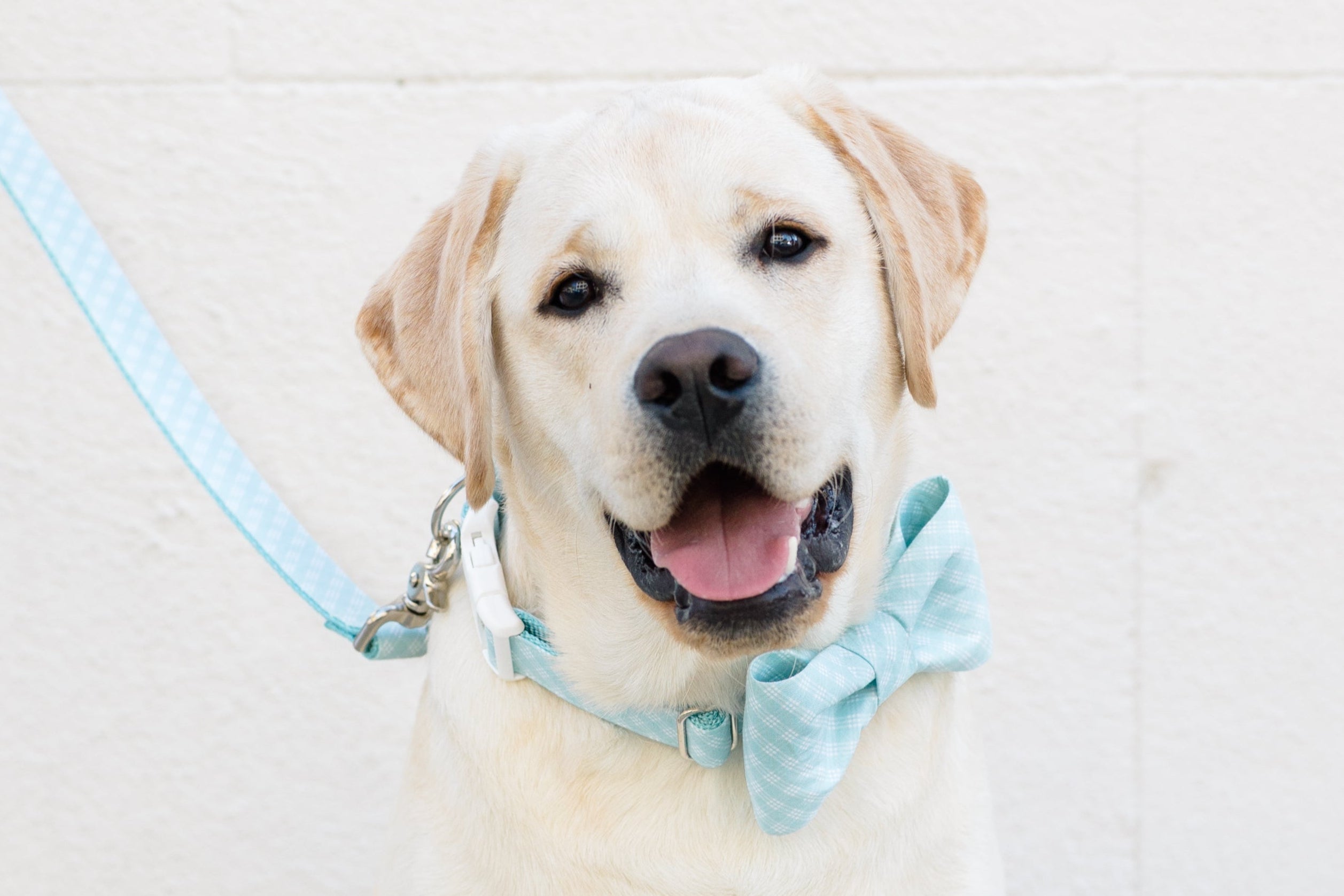 A smiling Labrador Retriever wearing a light blue plaid bow tie collar and matching leash.
