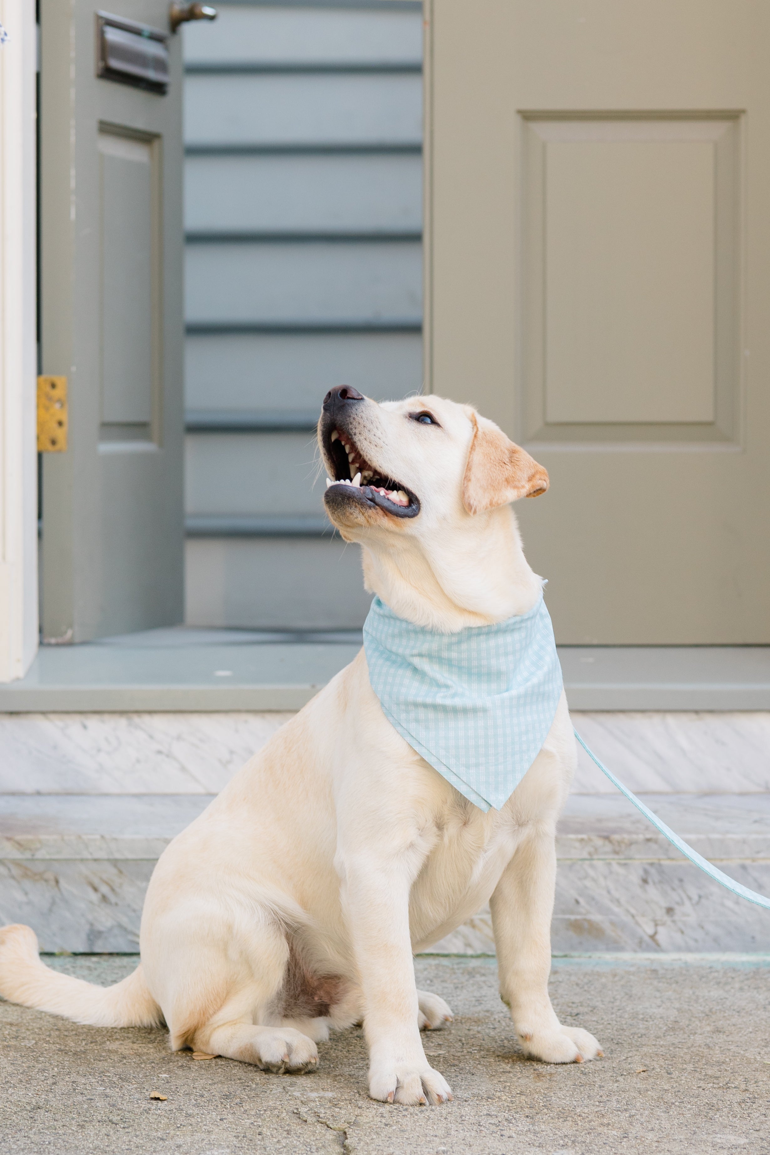 A Labrador dog wearing a light blue plaid bandana and matching leash sits attentively, head tilted slightly upward.
