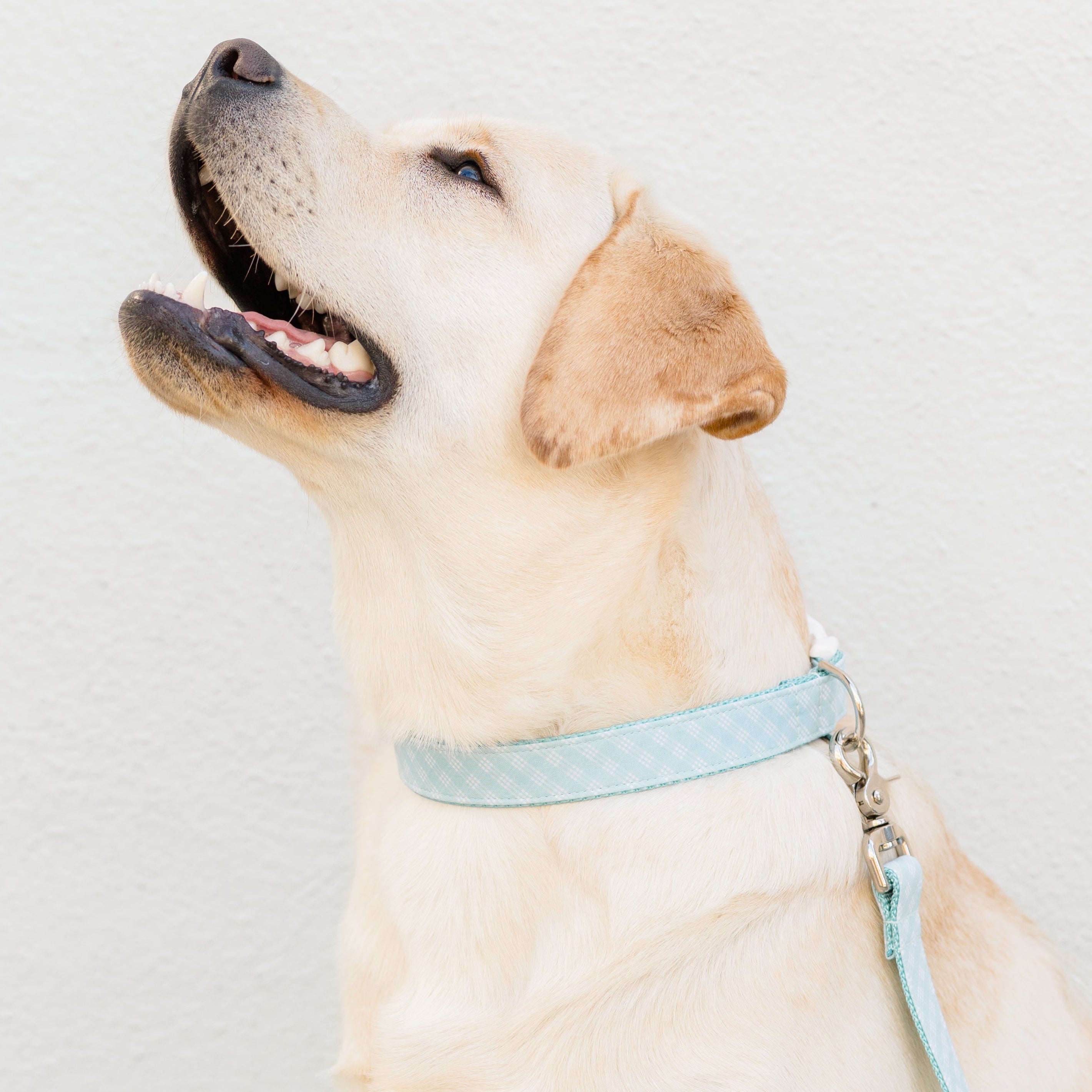 Side view of a light-colored Lab sitting and gazing up, outfitted with a pale blue plaid collar and matching leash.