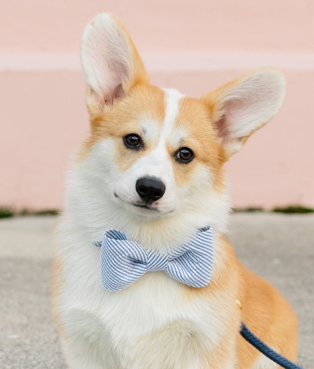 Blue and white striped dog bow tie collar set with a classic seersucker texture, modeled by a corgi for a warm-weather look with timeless Southern charm.