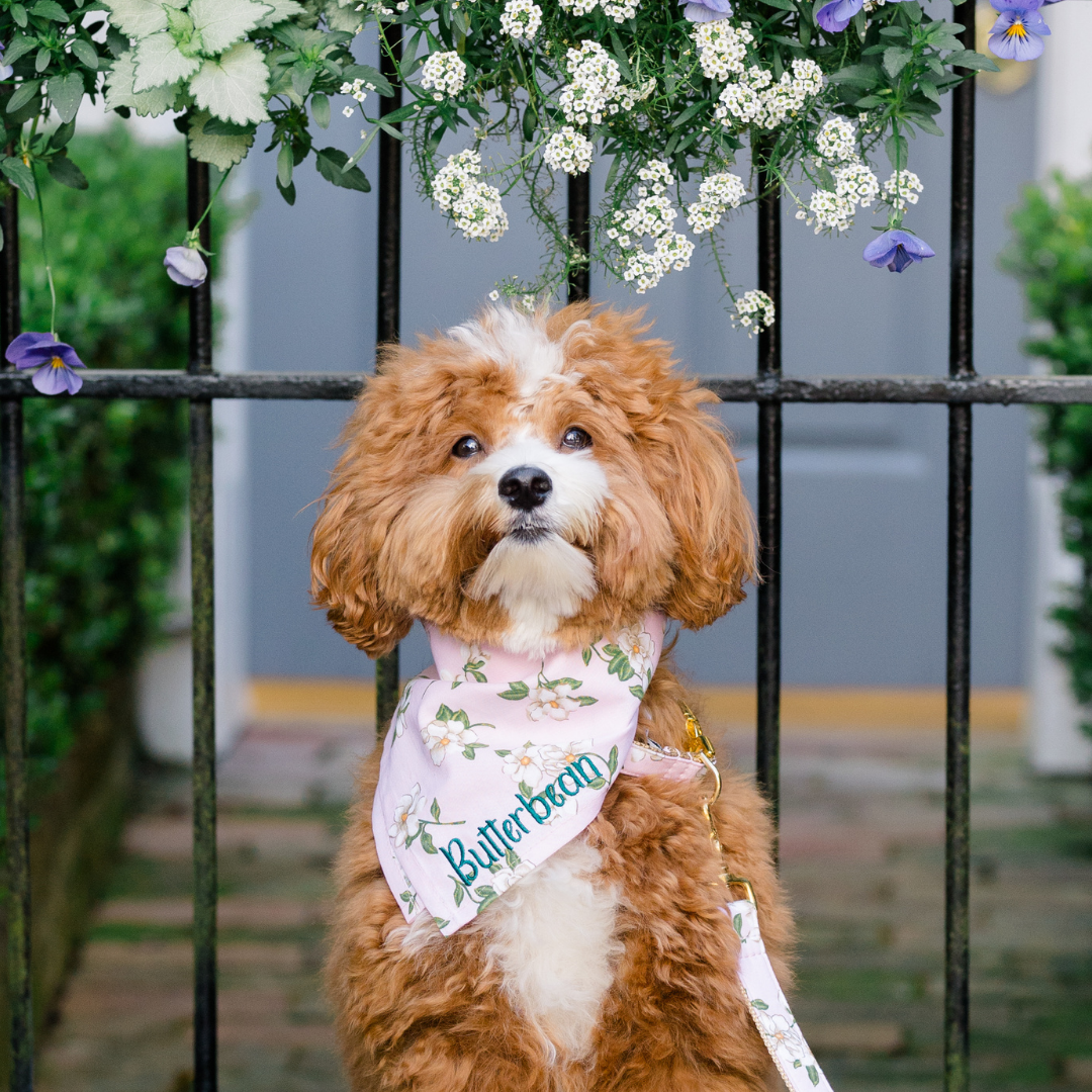 A fluffy, caramel and white dog sits in front of an iron fence and hanging flowers. The dog wears a soft pink bandana with white magnolia blossoms and leaves, personalized with the name “Butterbean” in teal embroidery. A matching floral leash is clipped to the bandana’s gold hardware, completing the charming and feminine look.
