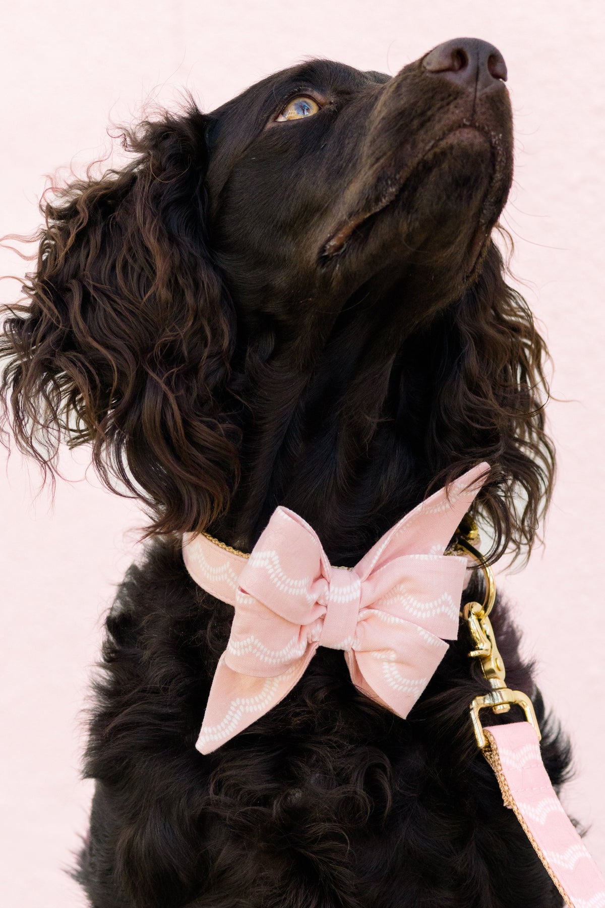 Spaniel-type dog with fluffy ears and a glossy coat, dressed in a blush pink with delicate white waves belle bow collar set and matching leash, gazing up against a pale background.