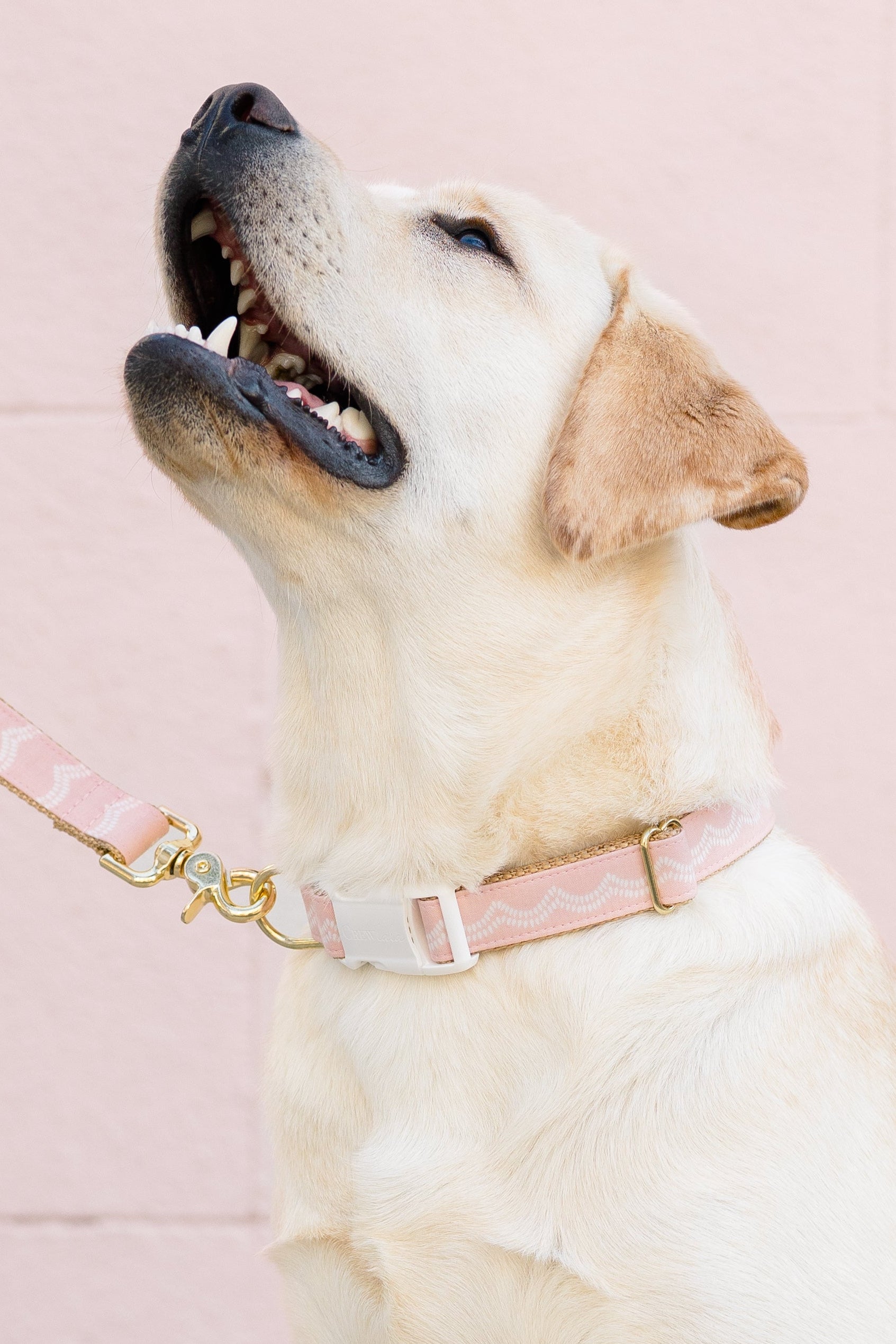 Retriever with mouth open and head tilted upward, wearing a pale pink collar and matching leash with shiny hardware and a white wave design, in front of a pale wall.