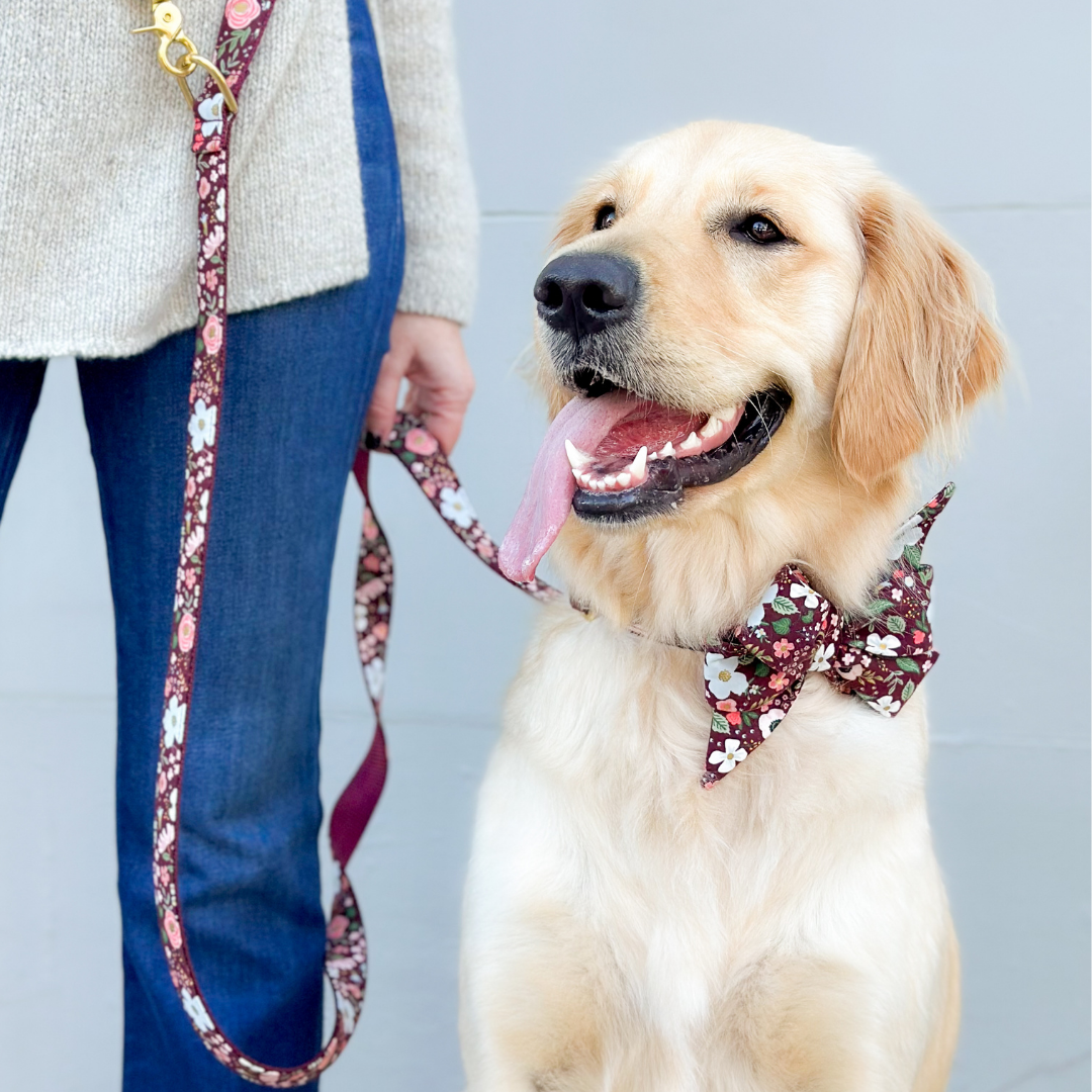 Retriever sitting beside a person in jeans, wearing a dark burgundy floral belle bow collar with blossoms and roses, attached to a matching patterned leash held in the person’s hand, tongue hanging out happily.