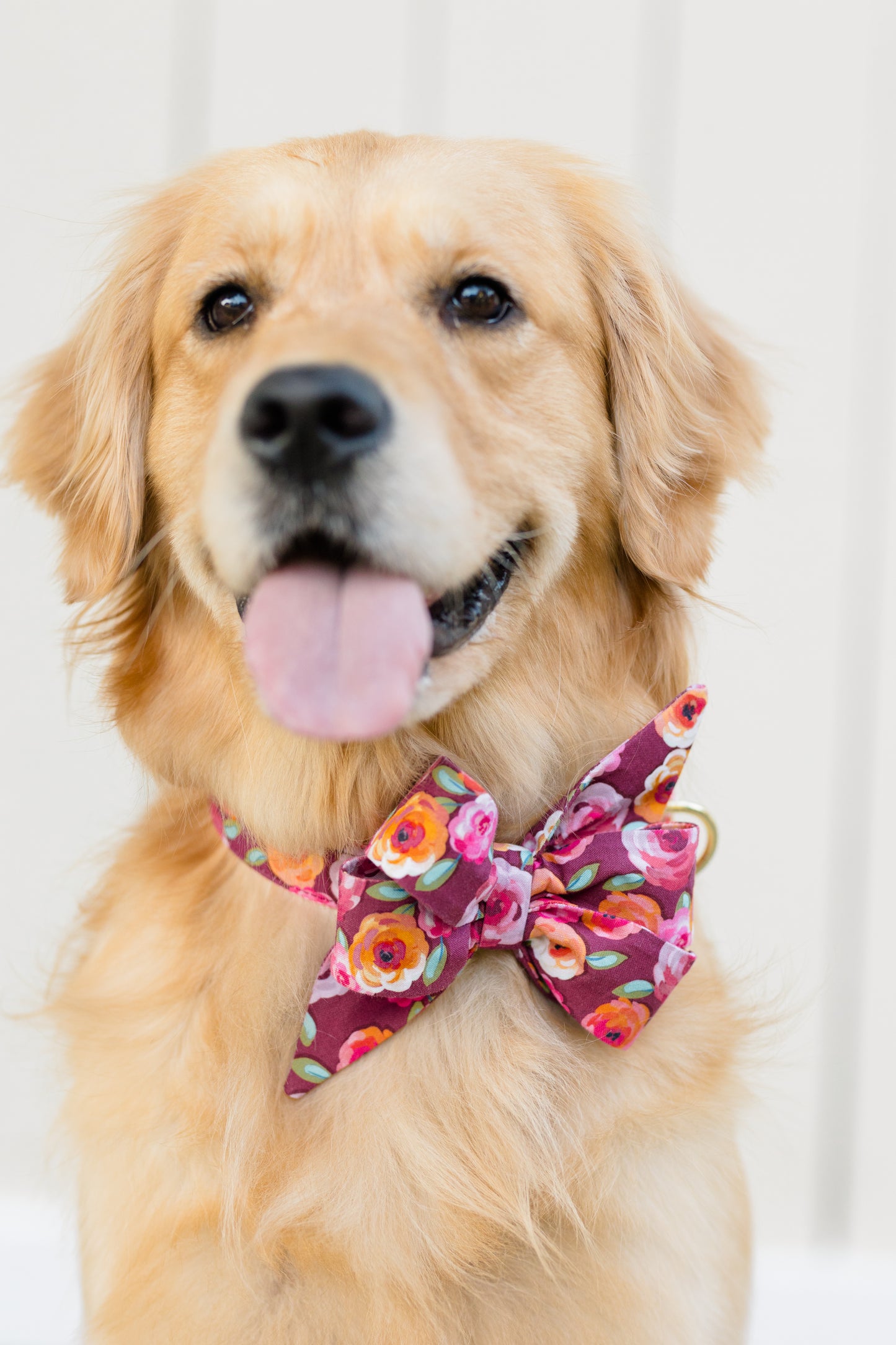 Close-up of a retriever wearing a stylish oversized belle bow dog collar in a colorful fall floral print. The matching belle bow is burgundy with bright roses in warm tones, and the dog’s expression is cheerful with its tongue playfully sticking out.