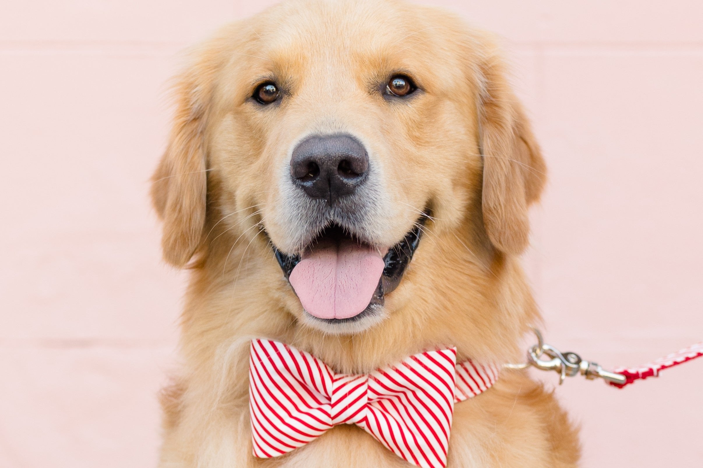 A cheerful Retriever wears a candy cane–striped red candy cane striped bow tie dog collar set. The pup’s happy expression and festive accessory make this look perfect for holiday photos.