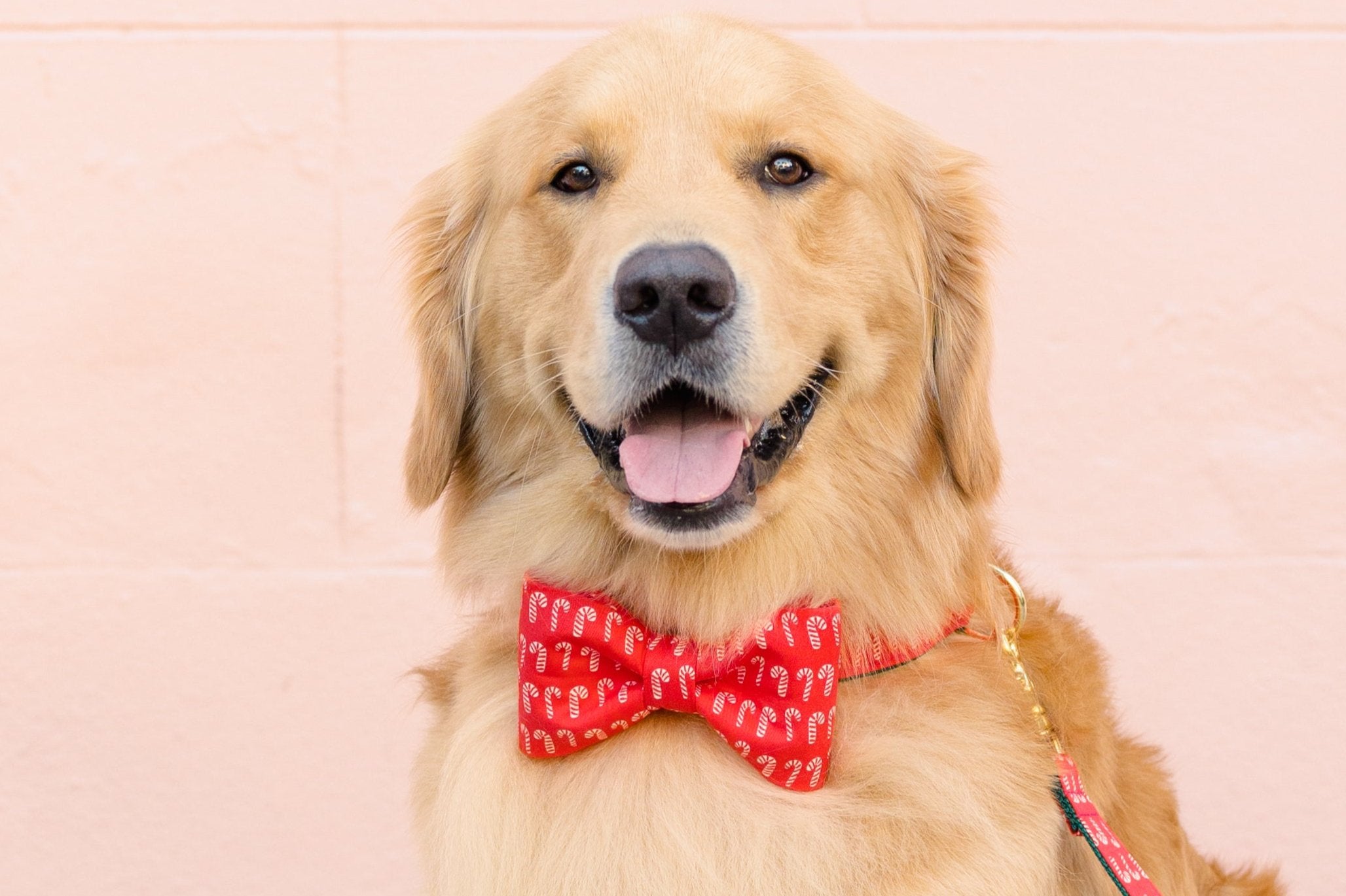 Happy retriever wearing a matching bow tie and collar set. Both are red with a repeating pattern of candy canes, making it the perfect festive addition to your pup's winter wardrobe.