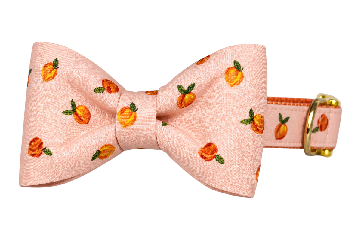 Classic dog collar featuring a Carolina Peach fabric bow tie, a pale peach pink fabric with small orange peaches and green leaves, attached to a matching Carolina Peach collar with a nylon inner lining and gleaming gold hardware, including a D-ring and buckle.