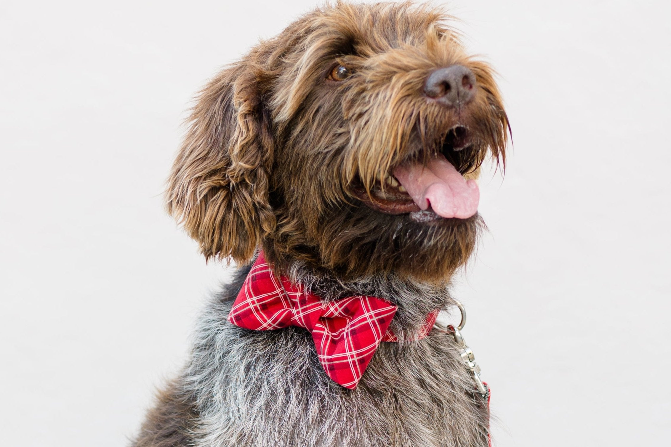 A scruffy, medium-sized dog with a thick, wiry coat and a red plaid bow tie fastened to its matching collar. The leash matches the bow tie. All pieces handmade in Charleston, SC.