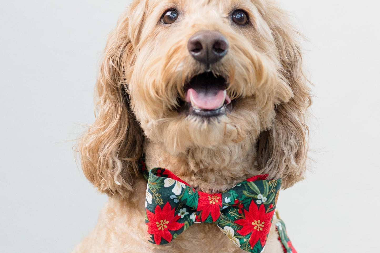 A happy-looking, dog with curly fur poses for the camera in a festive bow tie collar. The bow tie features a dark green fabric with a vibrant Christmas print of poinsettias, blossoms, and pinecones. A matching leash is clipped to the collar and hangs to the side.