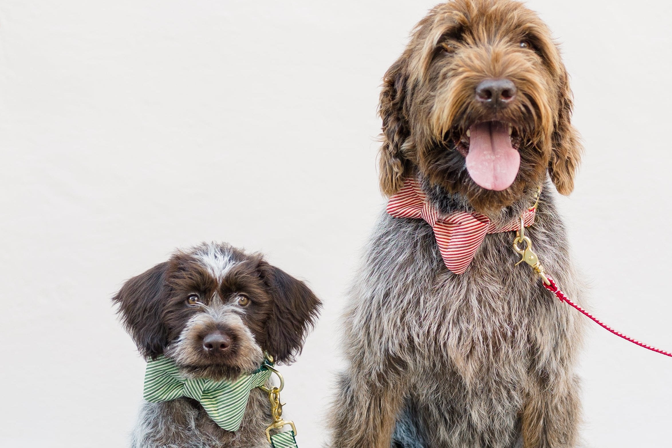 A pair of dogs dressed in Christmas-themed bow tie collars, one in green stripes and the other in red stripes, with coordinating leashes. They sit on stone pavement against a neutral background, perfectly styled for the holidays.