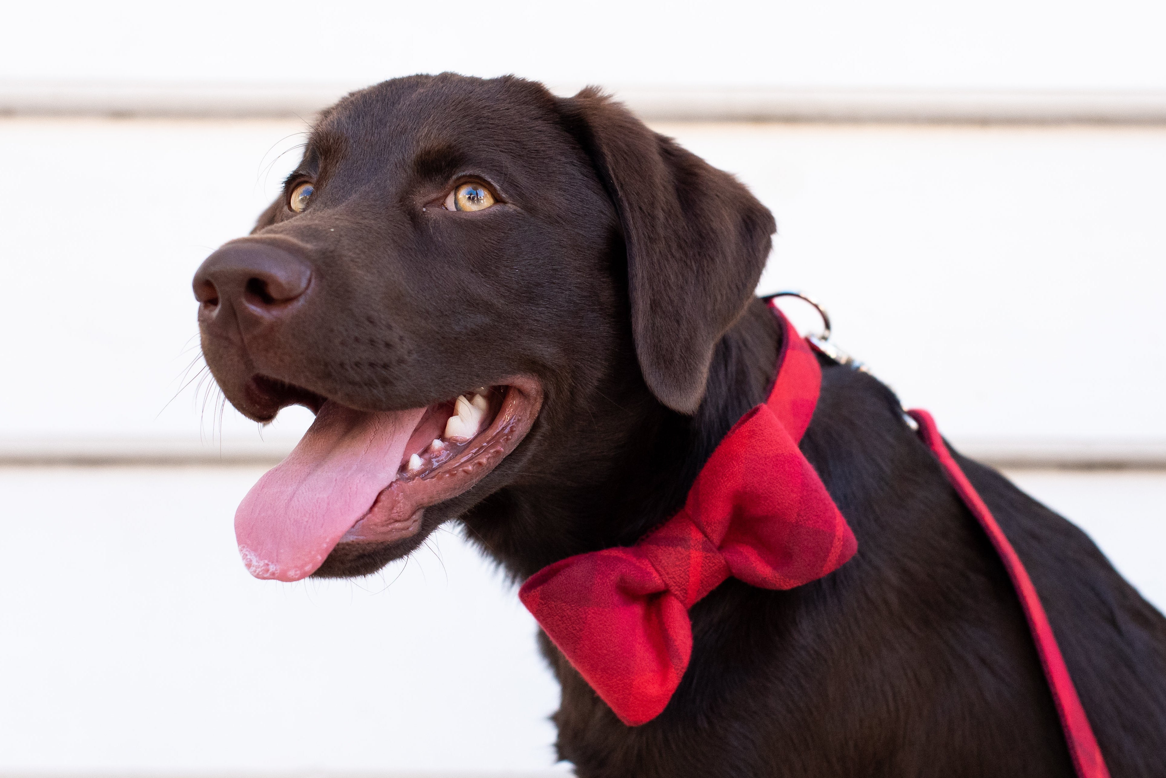 A Labrador Retriever looks to the side with its tongue out, wearing a festive flannel bow tie collar and matching leash. The background and clean lines highlight the dog’s joyful expression and stylish red accessories.