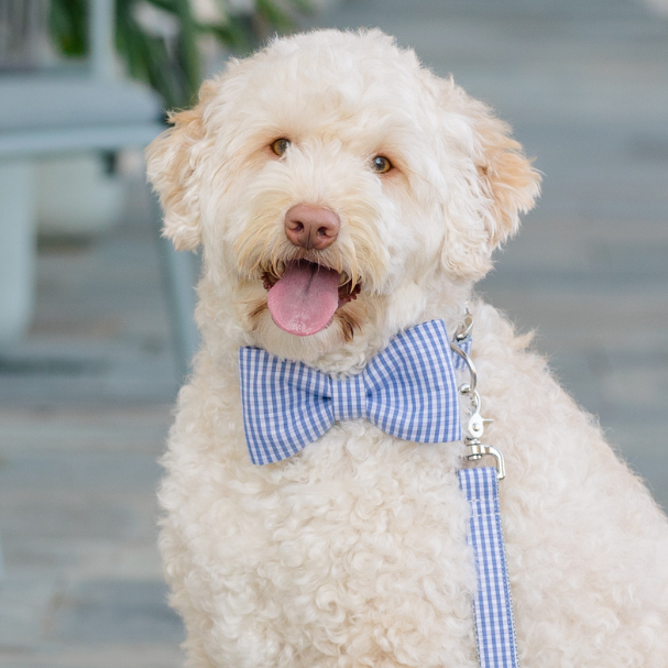 A fluffy cream-colored dog sits on a stone walkway, panting happily with its tongue out. The dog is wearing a light blue, light pink, and white gingham bow tie collar with a matching leash attached to a silver clip.