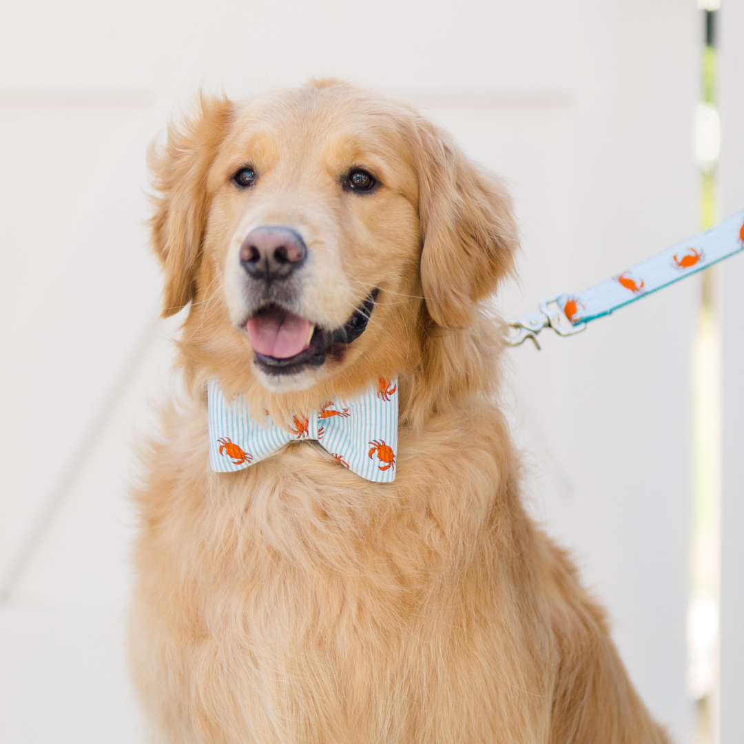 Light golden retriever wearing a fun crab-print bow tie collar and coordinating leash. The fabric features vivid orange crabs on soft blue and white pinstripes. The dog has a friendly expression and sits in front of a clean, white backdrop.