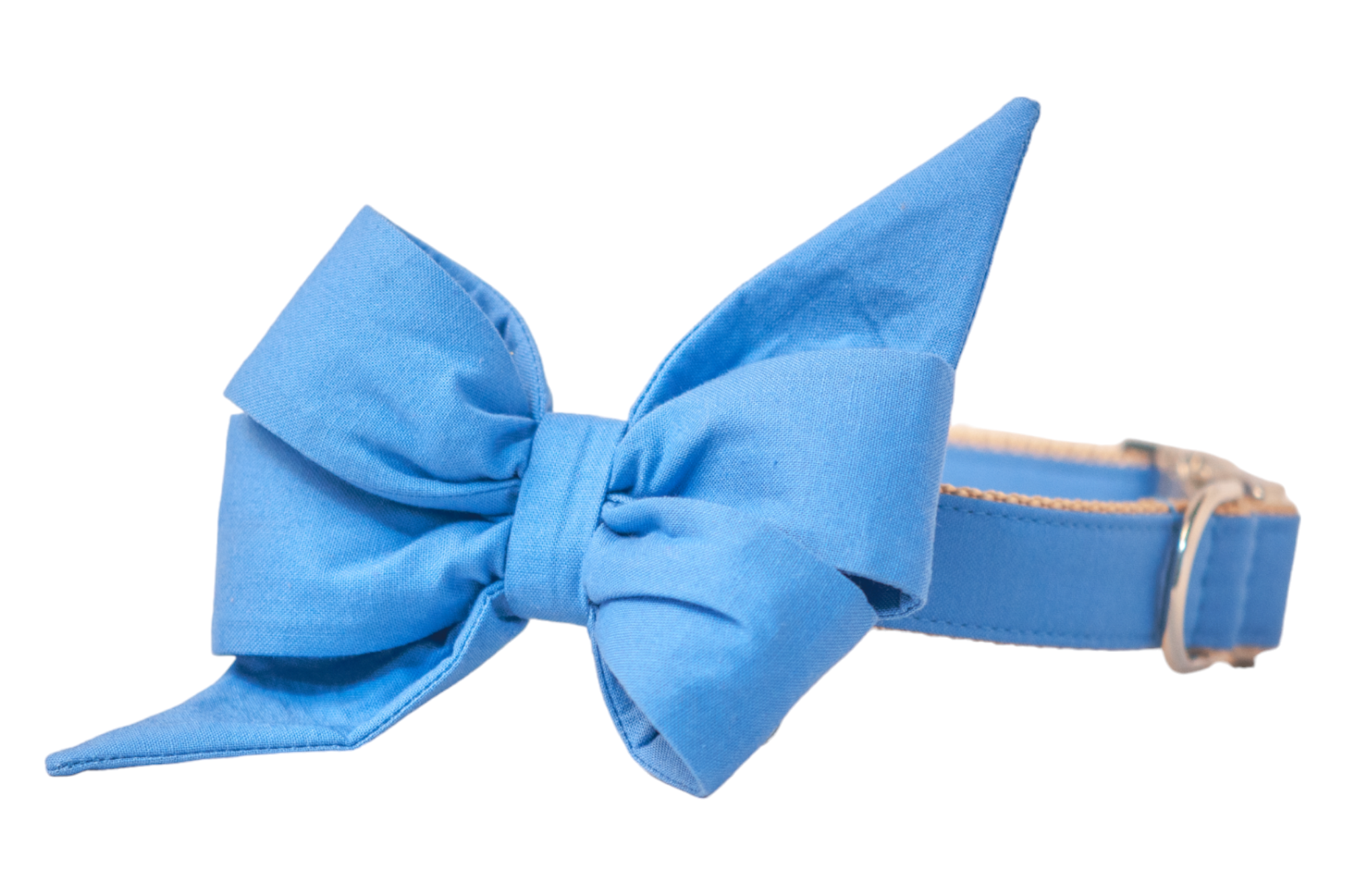 A fashion-forward dog collar in solid royal blue, accented with a dramatic oversized belle bow. The belle bow has crisp folds and long pointed ends, stitched to the collar which features a tan nylon underside and silver hardware.