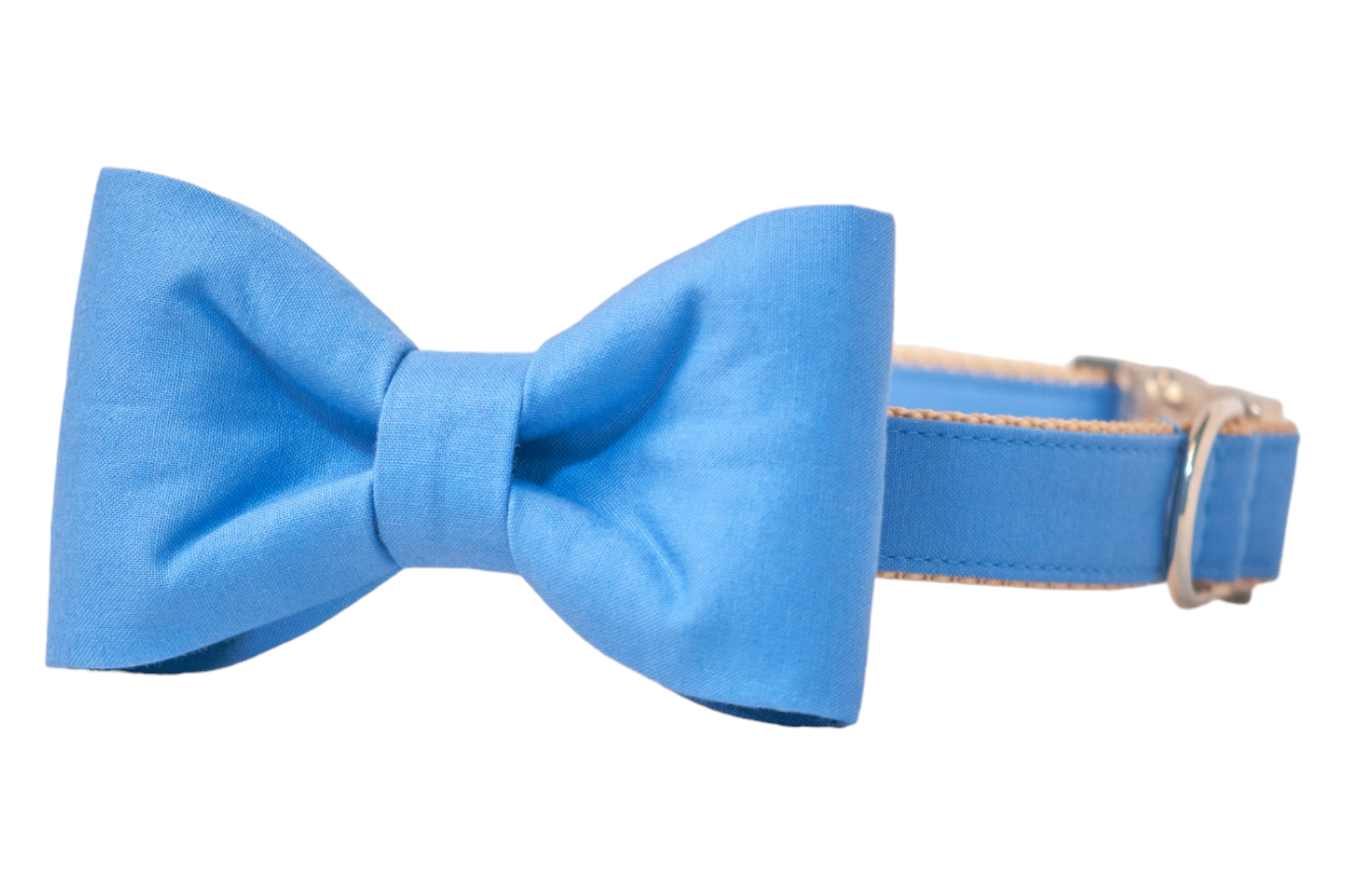 A fashion-forward dog collar in solid royal blue, accented with a bow tie. The bow tie
has crisp folds and a classic shape attached to the collar which features a tan nylon underside and silver hardware.