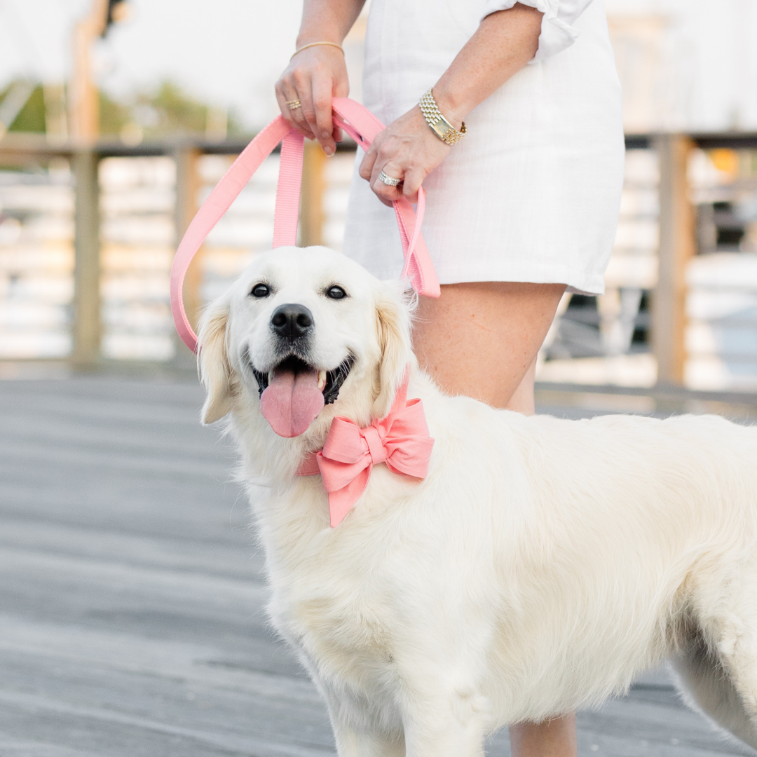 A white golden retriever stands on a boardwalk beside a person in a white outfit, wearing a coral belle bow dog collar and matching leash. The dog looks happy with its tongue out and tail wagging, styled for a cheerful, summery walk.