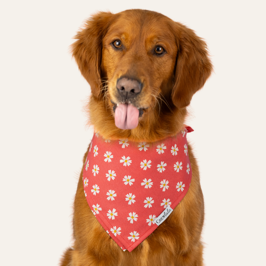 Golden retriever wearing a coral bandana dotted with small white daisies, looking forward with its tongue slightly out.