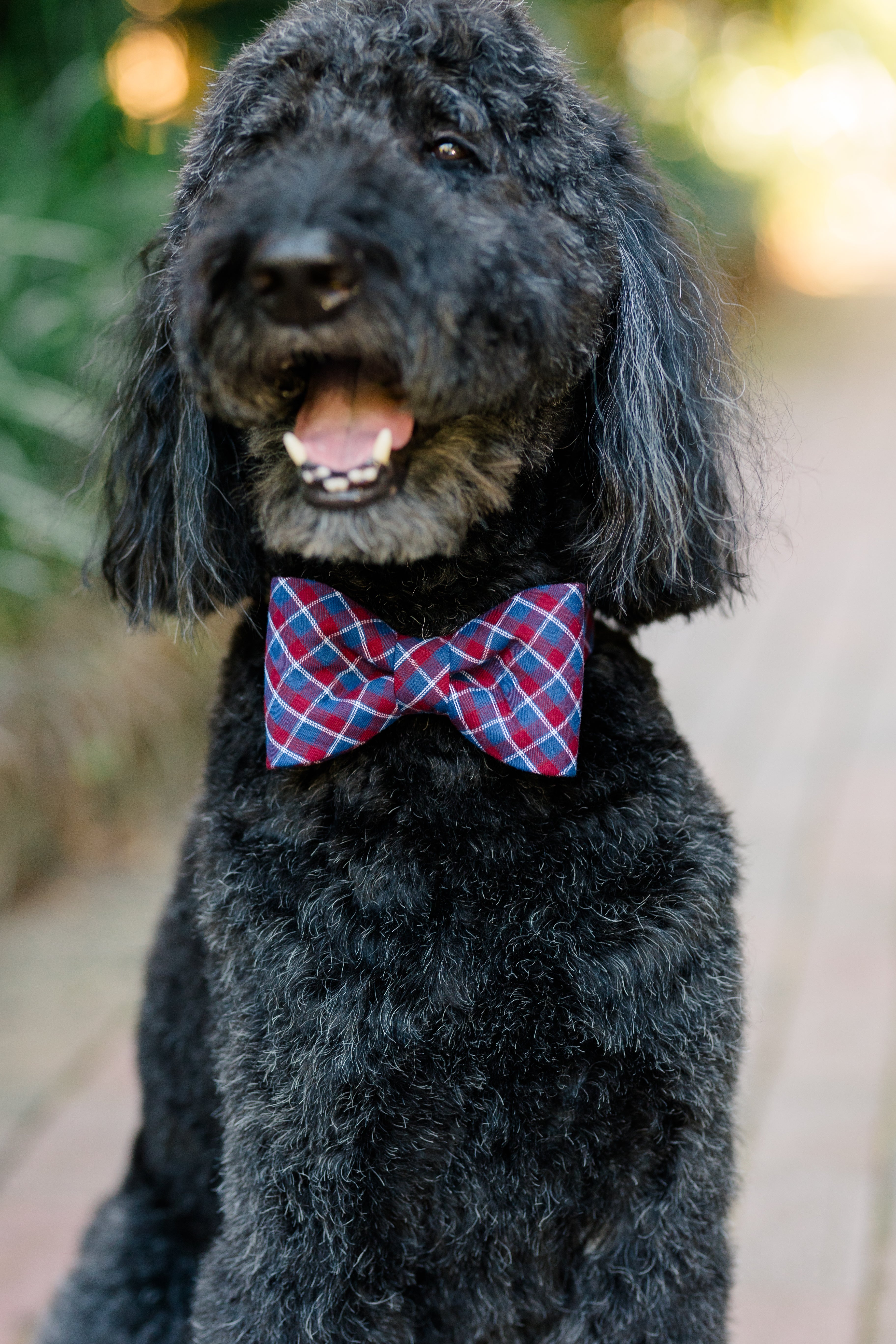 A cheerful dog with curly fur sits on a paved path, wearing a burgundy red and navy blue plaid bow tie dog collar with a metal buckle. The bow tie adds a preppy flair to the dog's stylish look.