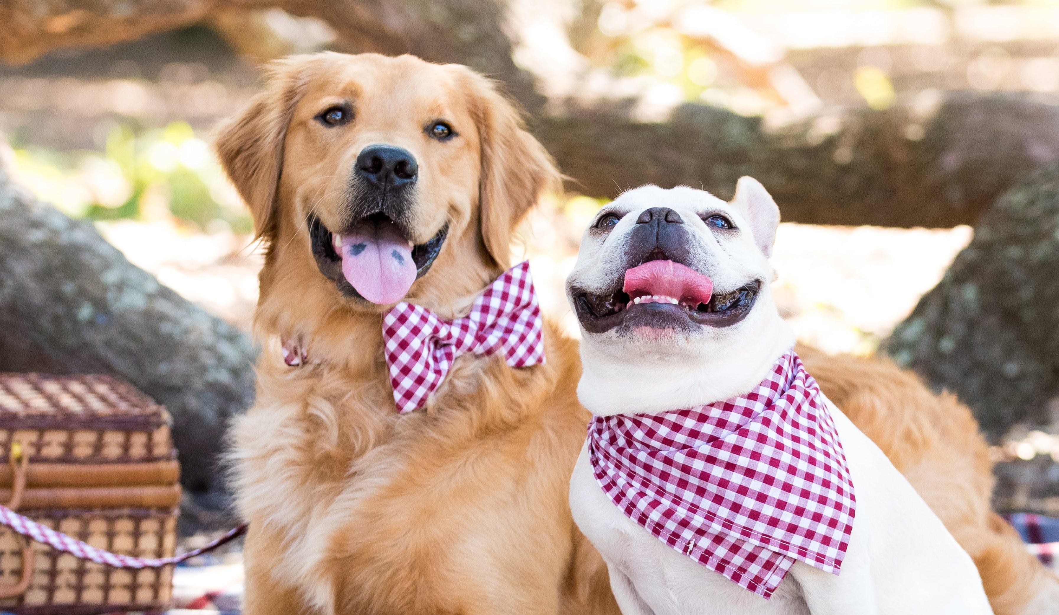 A retriever and a French bulldog, dressed in crimson red picnic plaid bow tie collar set and bandana respectively, sit cheerfully on a checkered blanket during a picnic in a sunny, tree-shaded park.