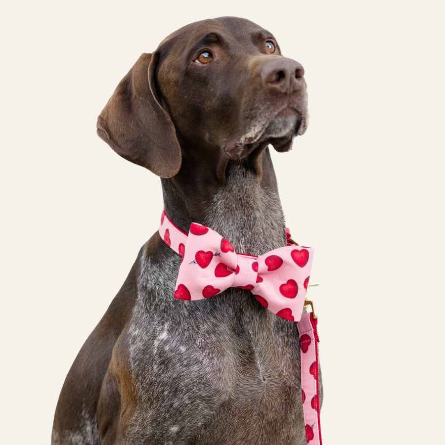 A German Shorthaired Pointer wearing a pink bow tie and matching leash decorated with red hearts, looking upward against a light background.