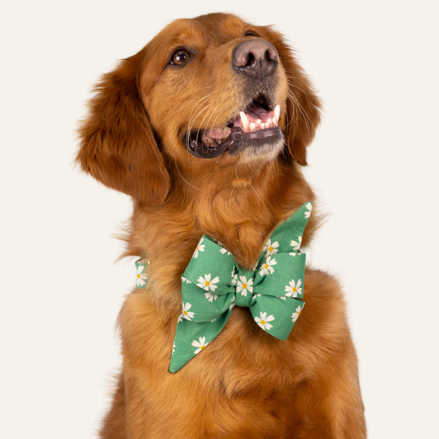 Golden retriever wearing a green belle bow collar set patterned with small white daisies, looking up with a happy expression.