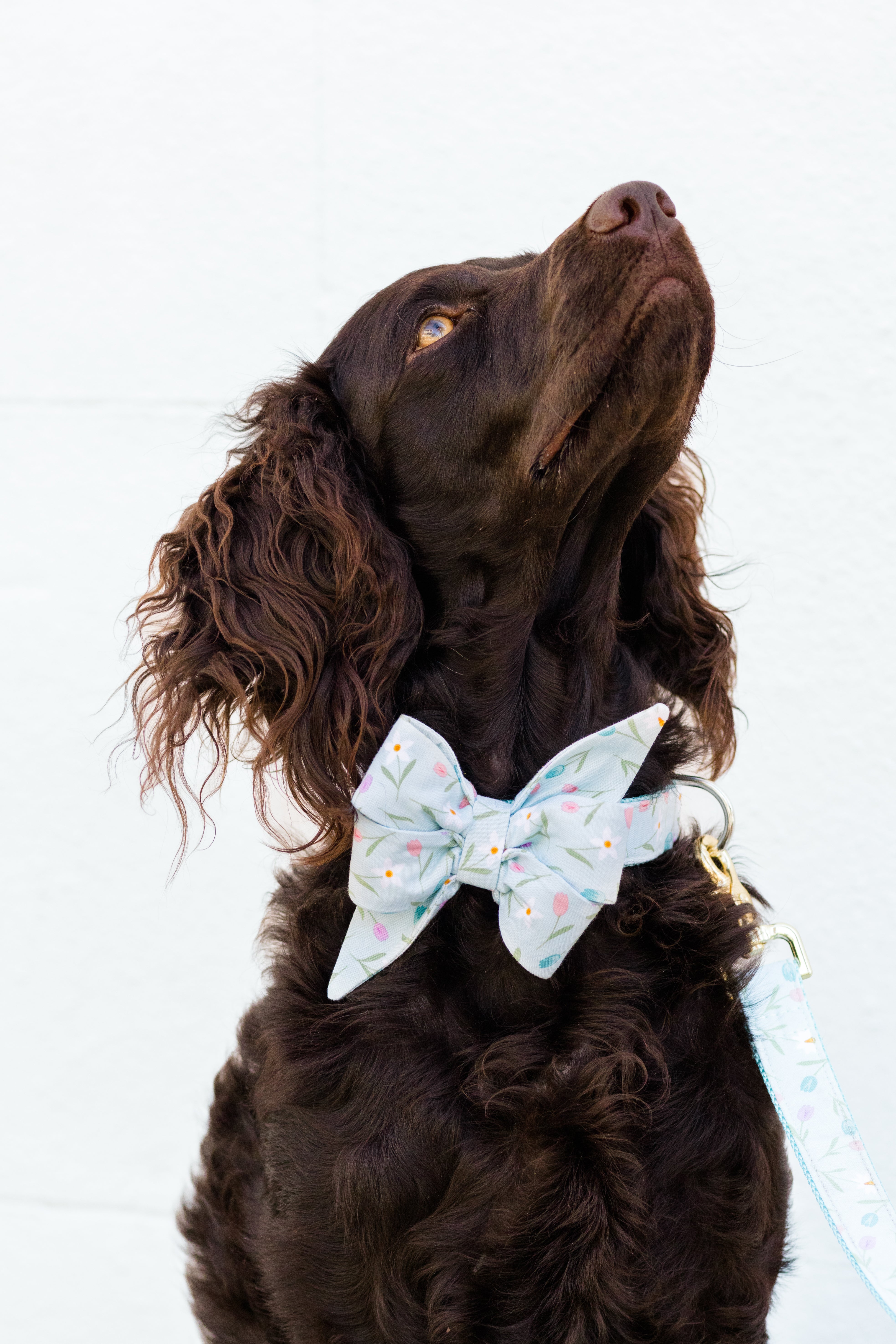 A chocolate-colored dog with curly ears looks up while wearing a soft blue bow tie collar set with a floral pattern of tulips and daffodils and matching leash.