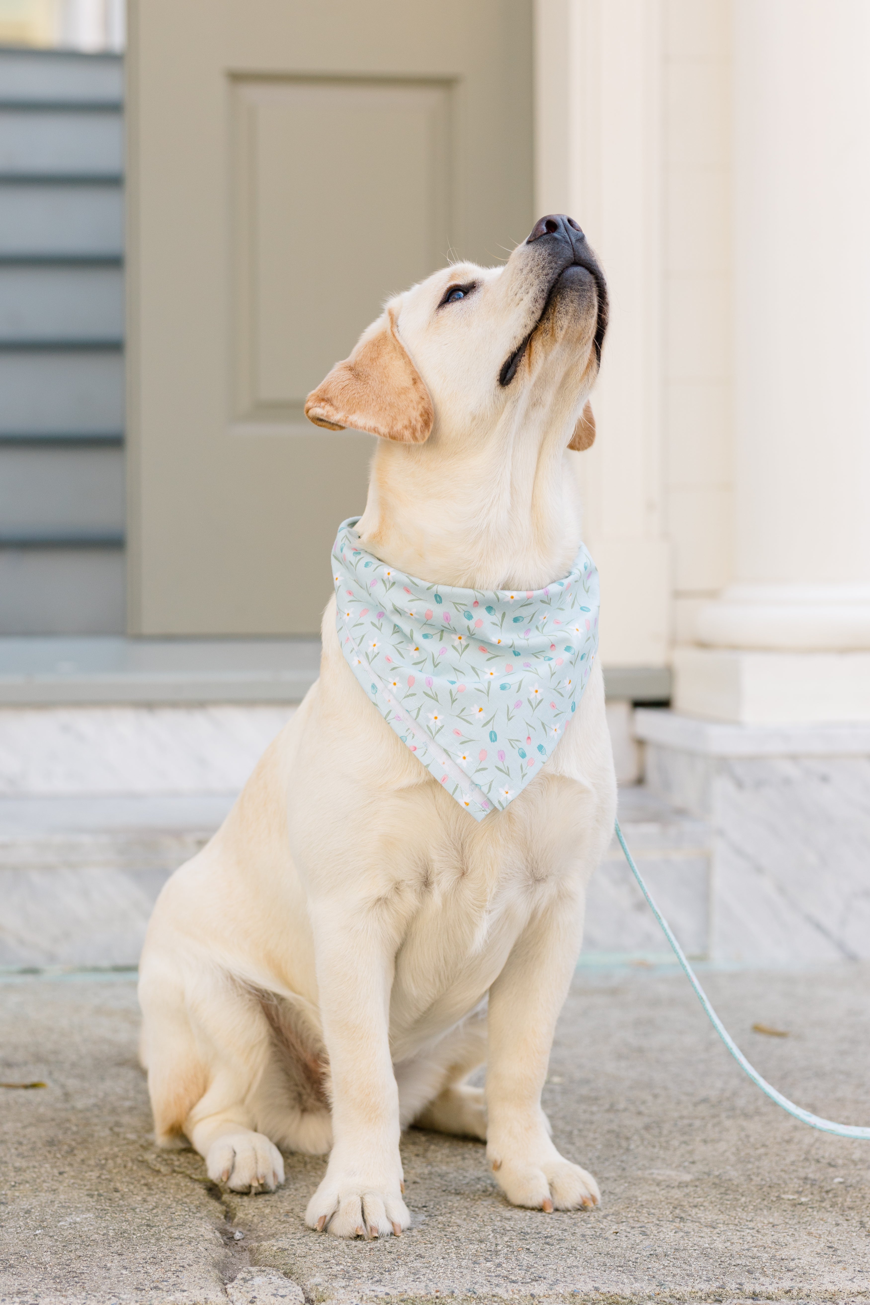 A pale Labrador Retriever in a delicate blue floral bandana with tulips and daffodils.