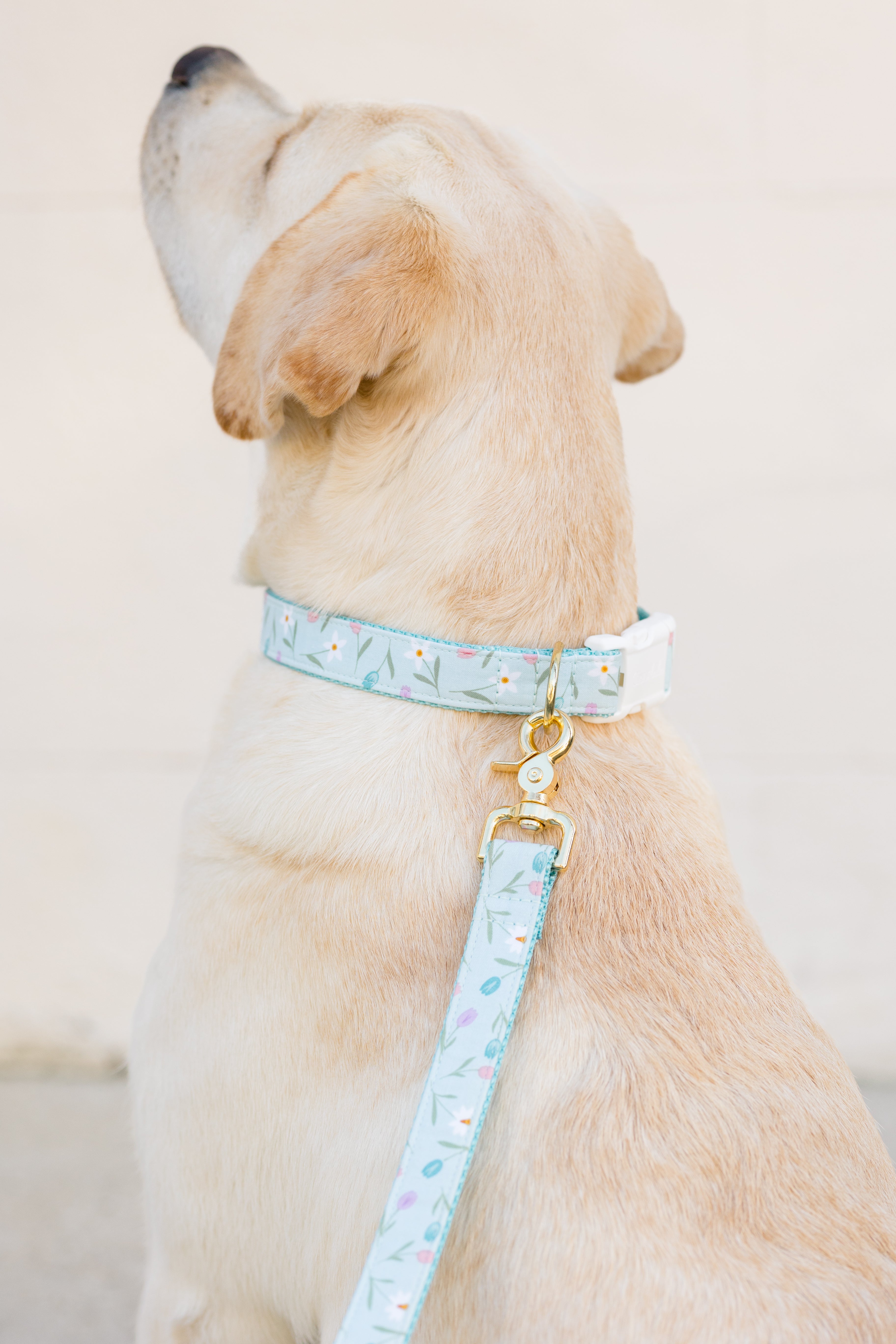 Back view of a Labrador Retriever with a light blue floral collar and leash, featuring luxe hardware and soft pastel details of tulips and daffodils.