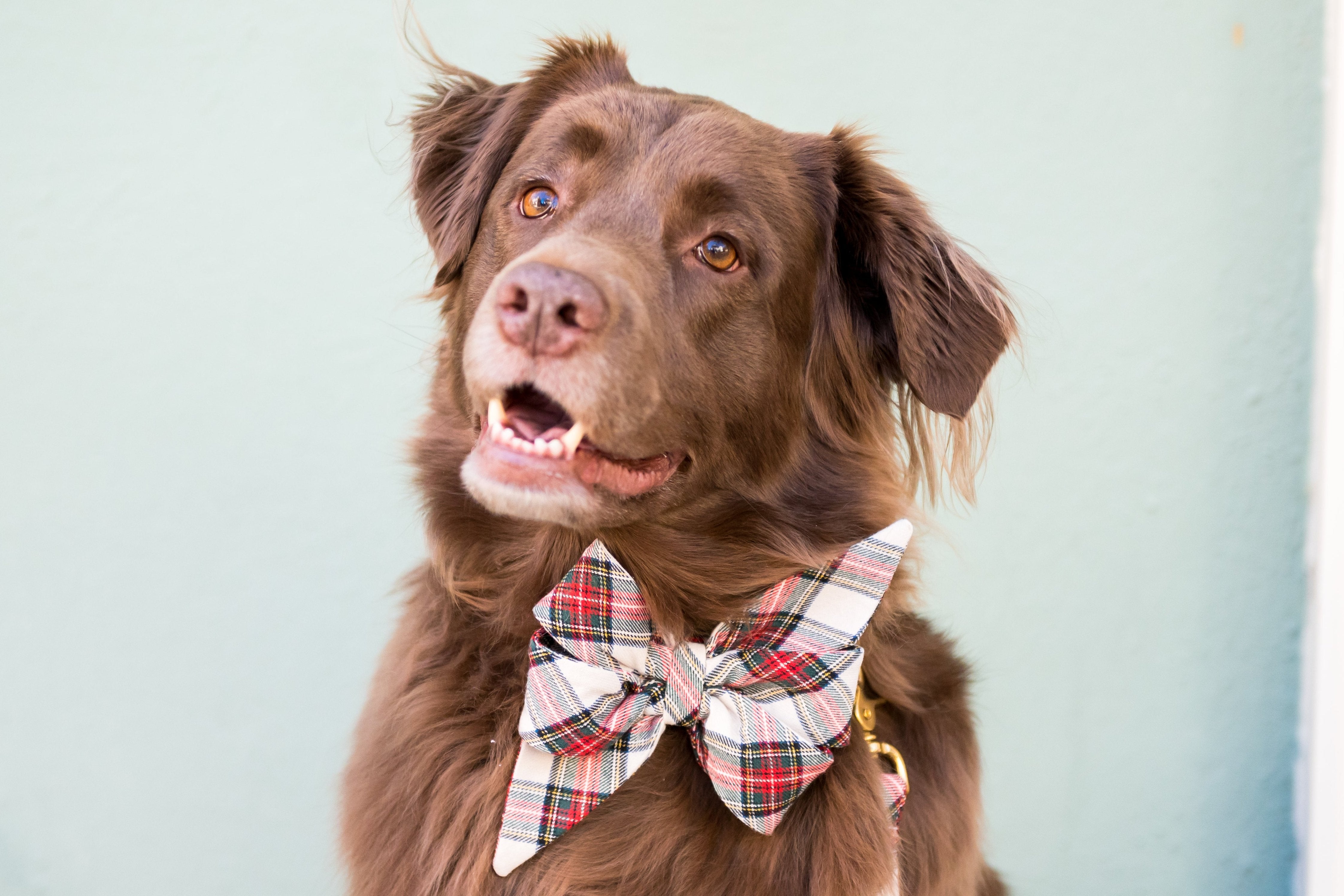 This dashing pup is all dressed up in a bold tartan belle bow collar, beaming with charm and confidence—perfect for holiday photos, family gatherings, or just strutting in style.