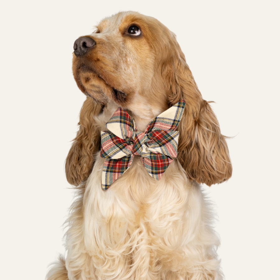 Elegant Cocker Spaniel in a traditional plaid bow tie with red, green, and yellow lines on a cream background, gazing upward with a calm expression.