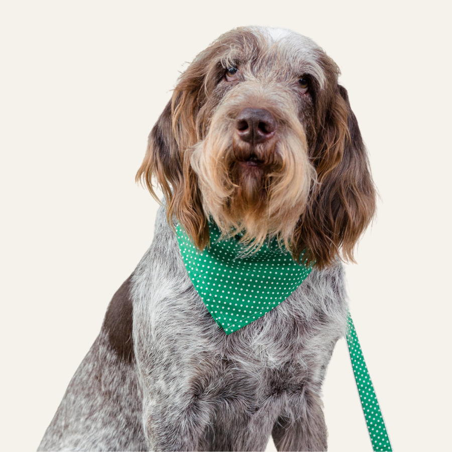Wire-haired dog wearing a green bandana with white polka dots and a matching leash, sitting against a light background.