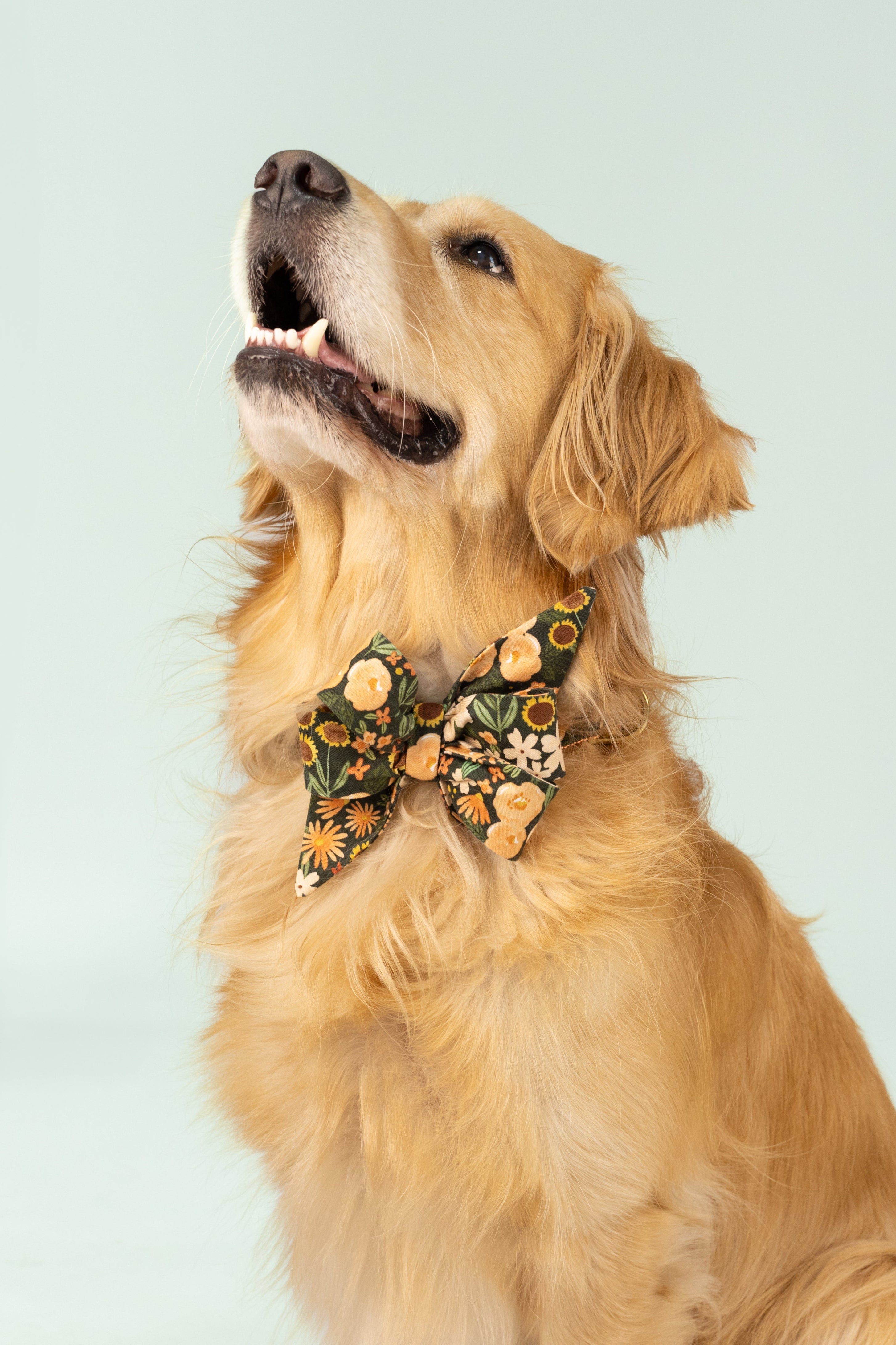 Oversized dog belle bow collar set with vibrant florals pops against a dark green base, styled for a photo-ready finish on a light-coated dog—ideal for adding charm to everyday fall walks or special events.