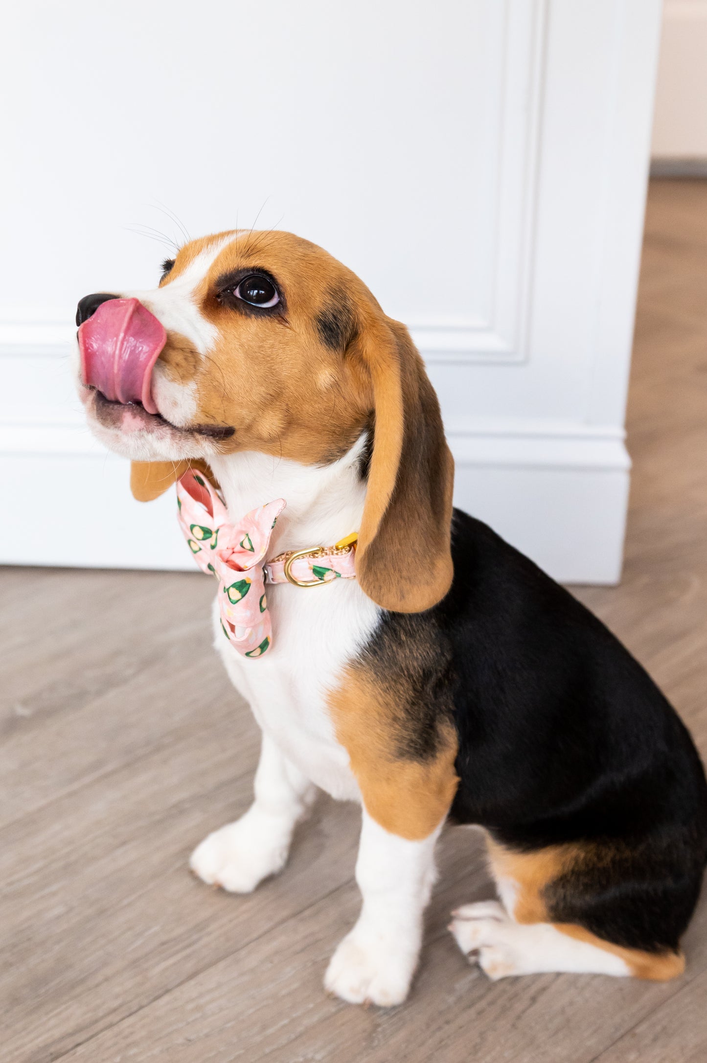 Young beagle dog dressed with a patterned pink belle bow with matching collar, sitting on a light wood floor and licking its' snout with an extended tongue. The fabric has a fun and whimsical print of champagne bottles and flutes, perfect for any festive event!