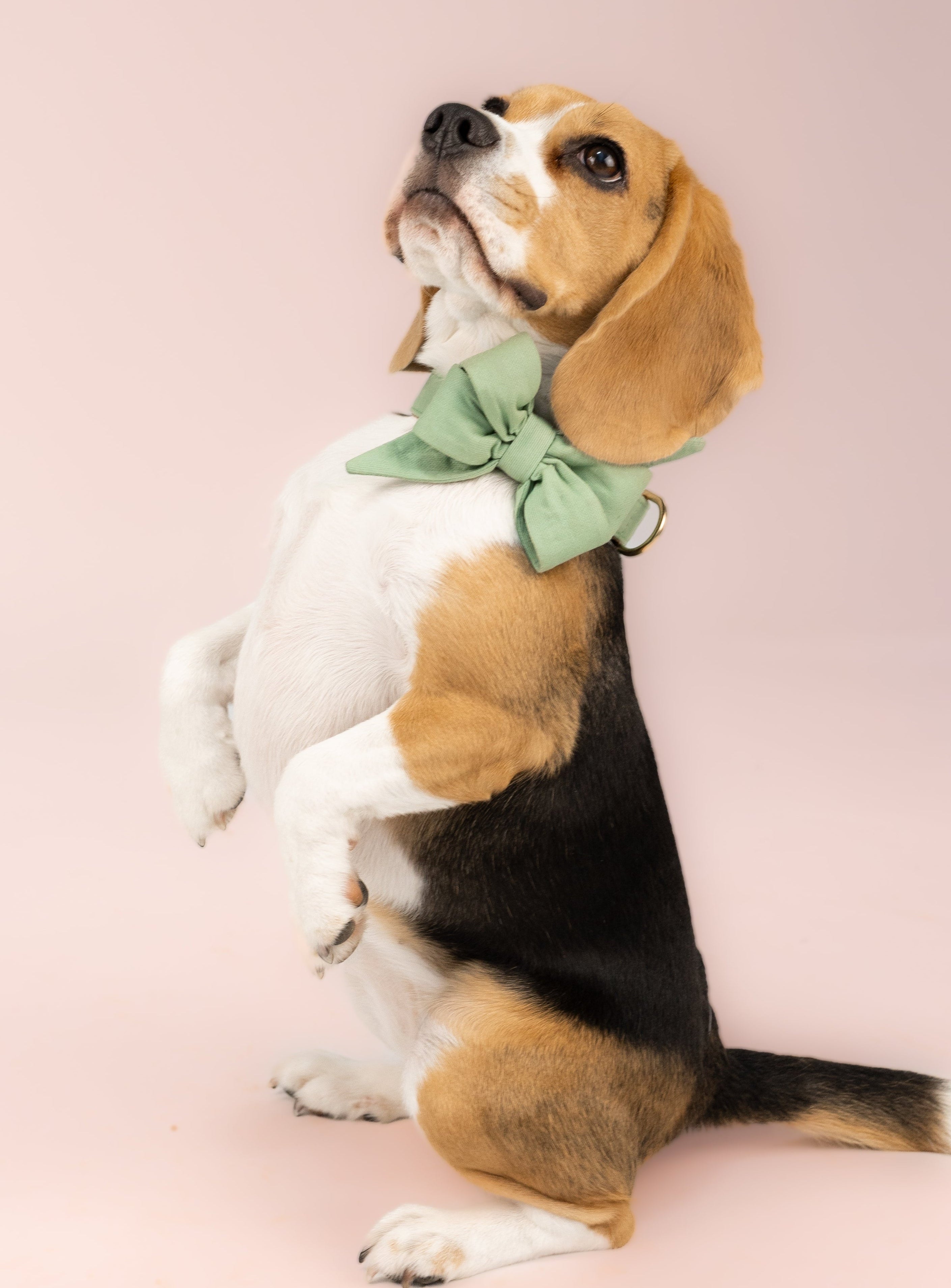 Soft green fabric belle bow dog collar for dogs, shown on a beagle in a charming upright pose—an effortlessly classy accessory that adds gentle color and polish to any pup’s wardrobe.