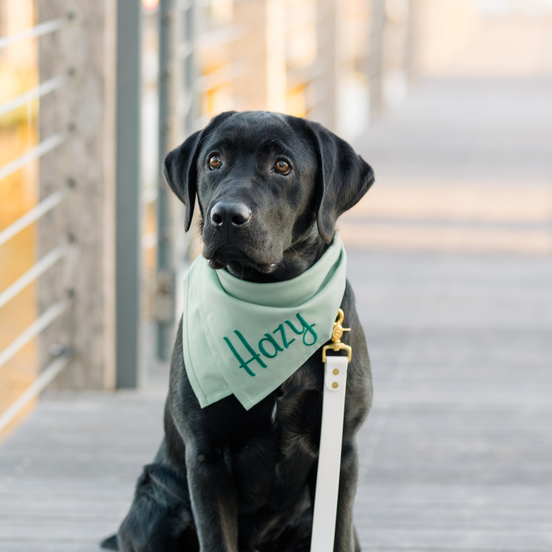 A dark-coated Labrador sits patiently on a wooden path flanked by railings, wearing a personalized soft fern green bandana with the word “Hazy” embroidered in stylized green text. A white leash is attached with a gold clasp on its collar.