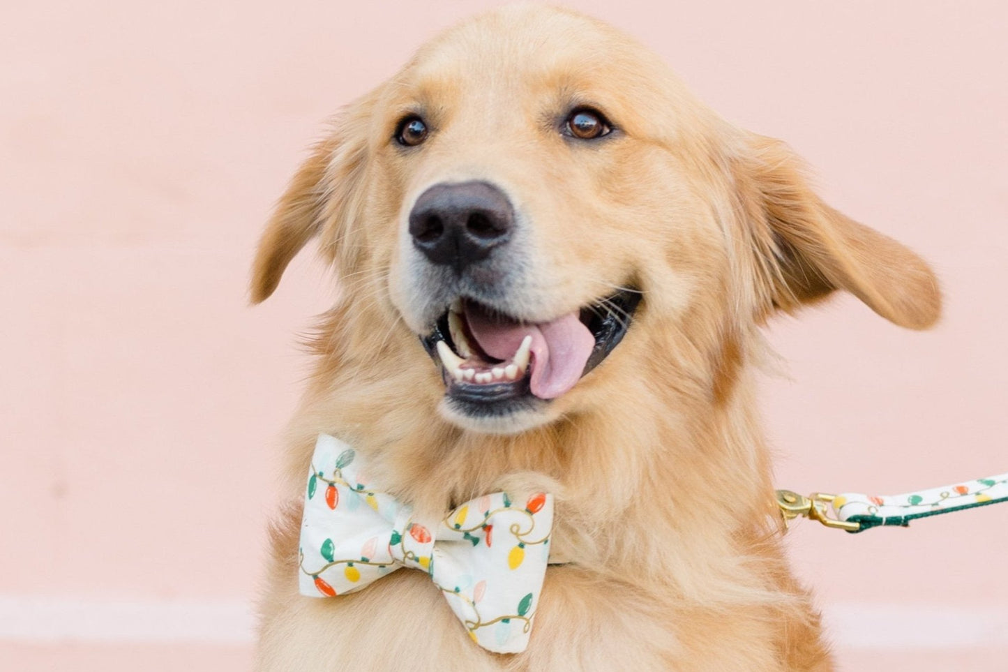 A retriever sits happily on a sidewalk in front of a pale wall, wearing a cream-colored bow tie collar printed with multicolored holiday string lights. The design features red, green, and other festive colored bulbs. A matching leash with the same festive print is clipped to the collar and extends to the right.