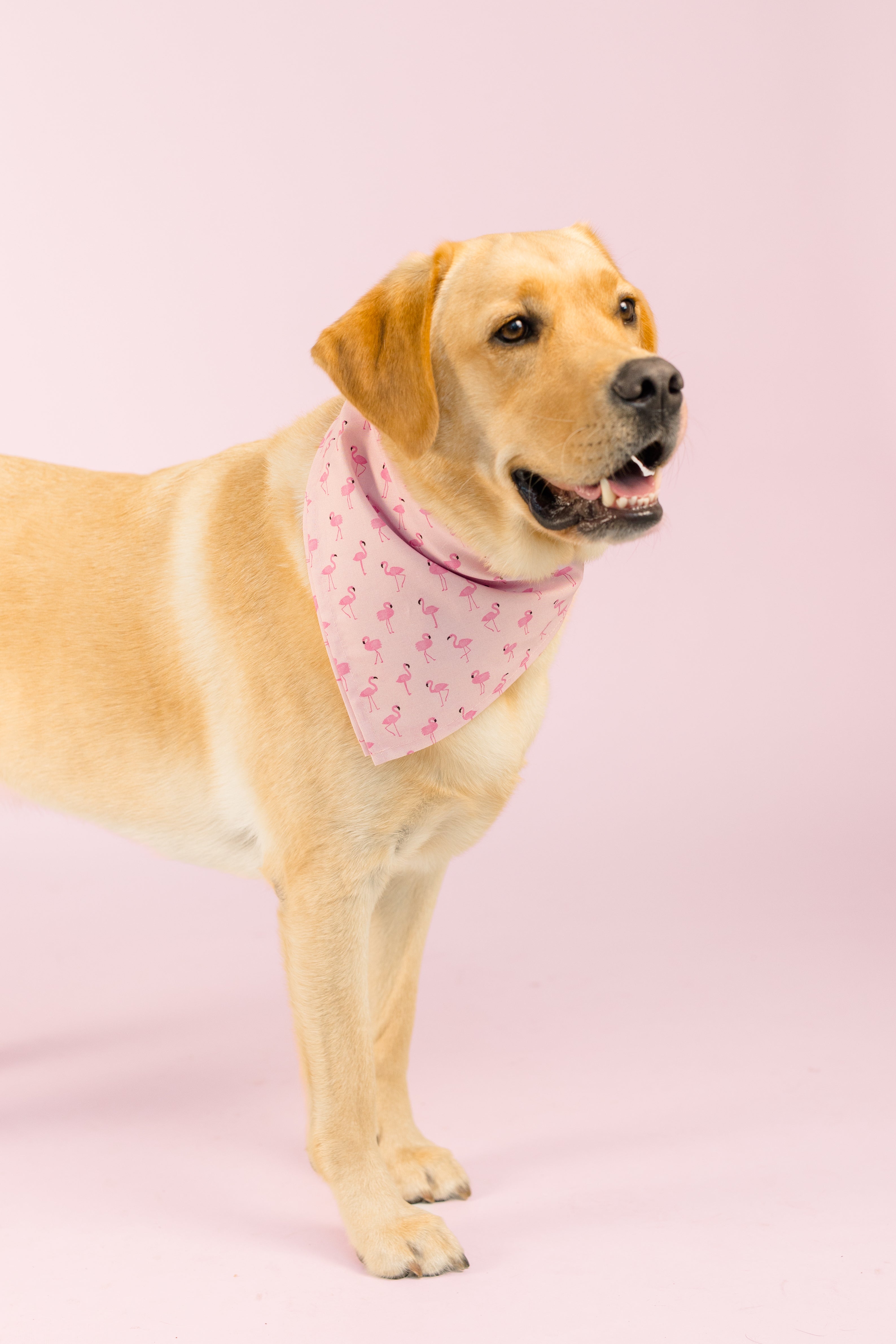 A golden Labrador retriever stands on a soft pink background, looking off to the side with a relaxed expression and slightly open mouth. The dog wears a light pink bandana printed with a pattern of small flamingos, adding a cheerful and summery touch to its appearance.